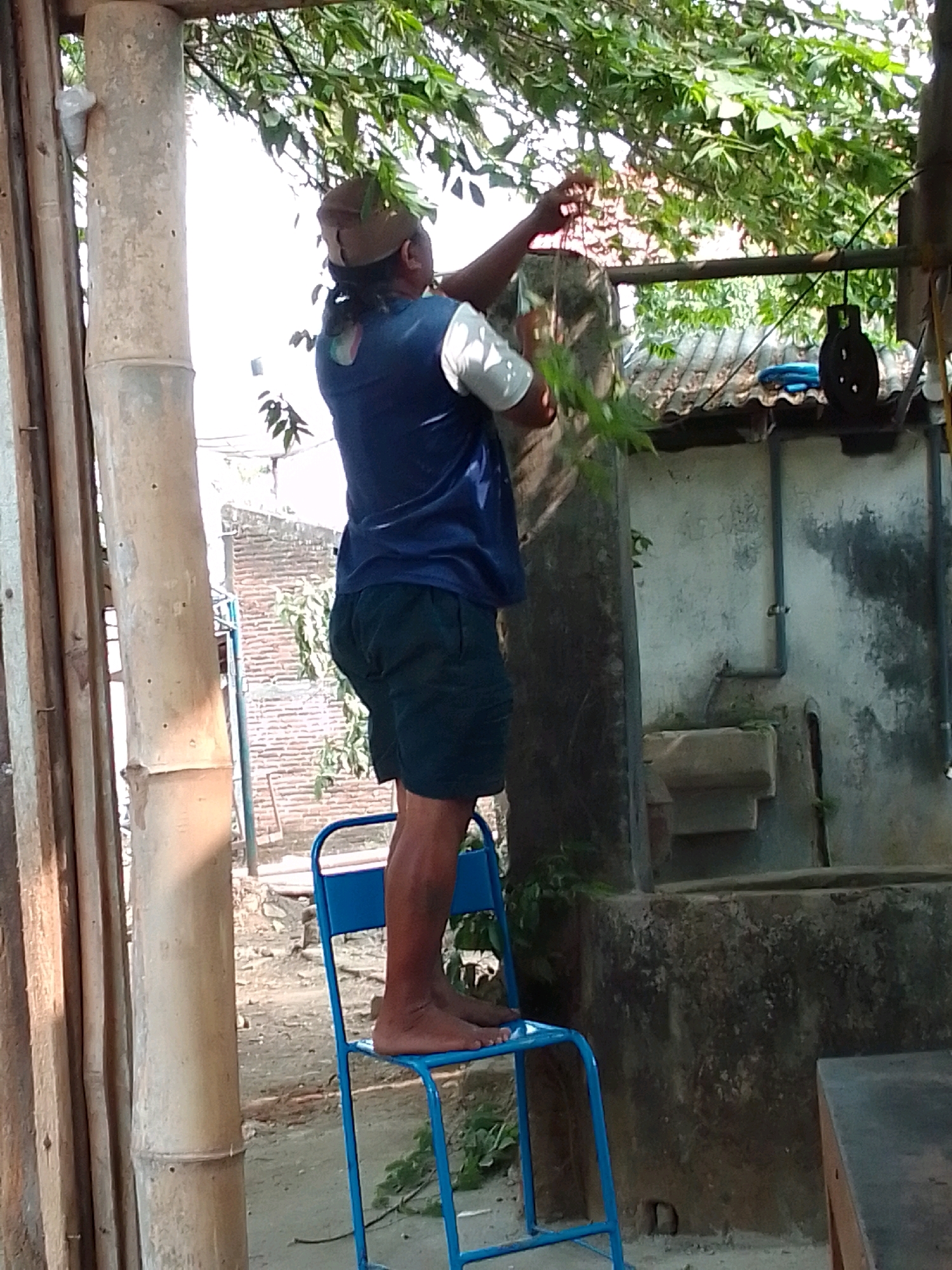 A person stands on a blue chair and reaches up to trim branches from a tree in Trenggalek, Indonesia. The person is wearing a dark blue shirt, dark shorts, and a brown cap. The person's left arm is extended upwards, and their right arm is bent at the elbow. The chair is made of metal and has a blue finish. The tree is leafy and green, and the branches are thin and delicate. The background of the image shows a wall with a faucet and sink, suggesting an outdoor area. The lighting in the image is bright, indicating that it is daytime.