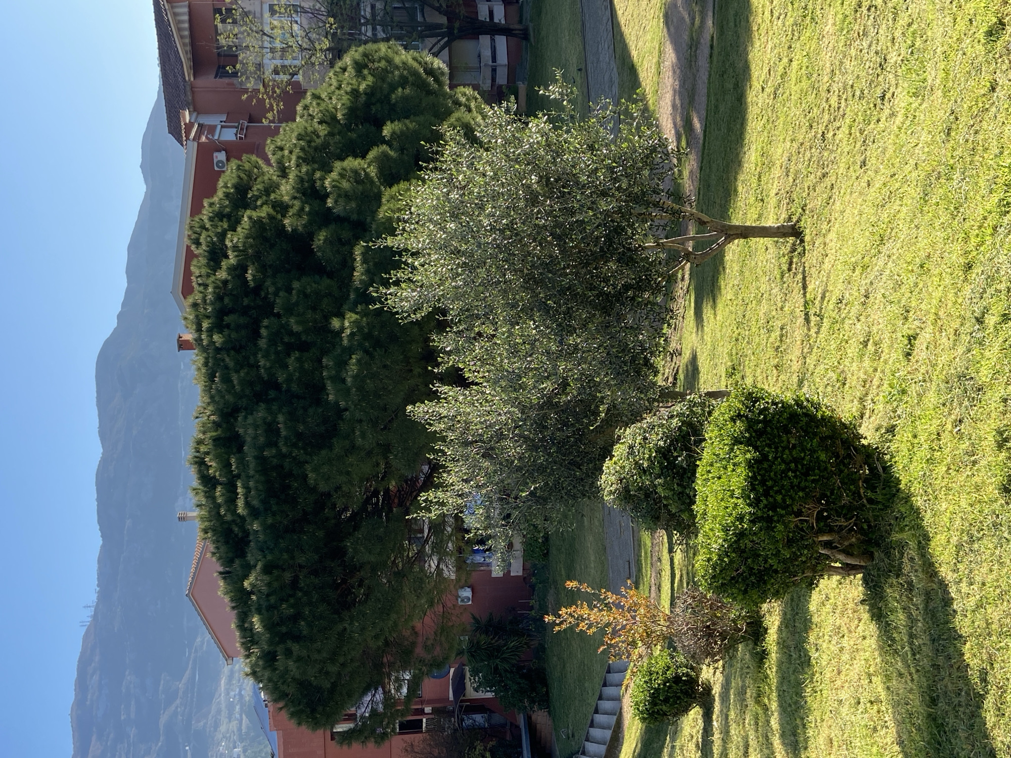 The scene depicts a residential area in Budva, Montenegro, recognizable by the buildings with orange/red facades and the backdrop of mountains under a clear blue sky. The foreground is dominated by a well-maintained lawn featuring several trees and trimmed bushes. A path or staircase can be observed leading from the residential building to the lawn area. The lighting indicates a sunny day, with shadows cast by the trees and bushes on the grass. There are no people visible in the frame. The scene primarily focuses on the architectural and natural elements of the residential environment.