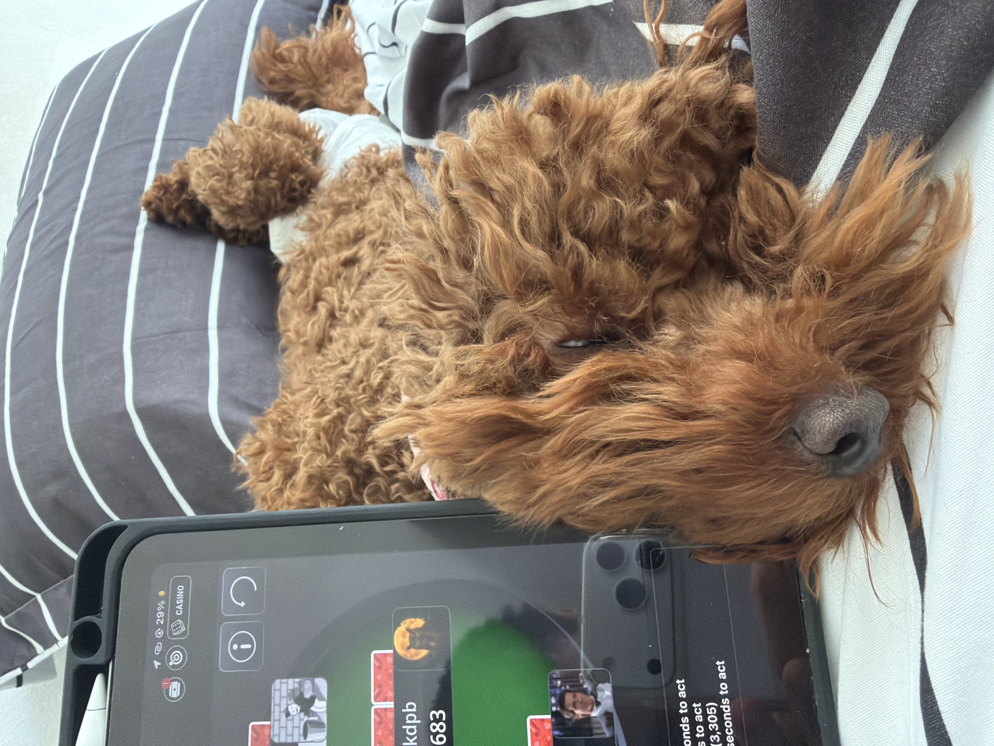 A close-up, high-angle shot captures a reddish-brown, curly-haired dog, likely a poodle or doodle breed, sleeping soundly. The dog is positioned on its side, resting comfortably on striped bedding, with its snout and one eye partially visible, conveying a sense of peace and relaxation. A light-colored garment is visible on the dog's body.
Immediately in front of the dog, a smartphone encased in black rests on the bedding. The phone's screen displays what appears to be an online card game, likely poker, featuring player avatars, virtual cards, and game-specific text elements. The reflection of the phone's rear camera lenses is visible on its screen, indicating it's an iPhone.
Visible text on the phone screen includes "29%" at the top left, indicating the device's battery level, and the word "CASINO," suggesting the type of application or game. Game-related text such as "seconds to act" is present multiple times, along with "kdpb," "683," and "(3,305)," which could denote player names, scores, or timers. Other icons like Wi-Fi, signal strength, and notifications are also discernible. The bedding features a pattern of alternating wide dark grey and narrow white stripes. The scene depicts a quiet, relaxed moment, potentially in Sofia, Bulgaria.