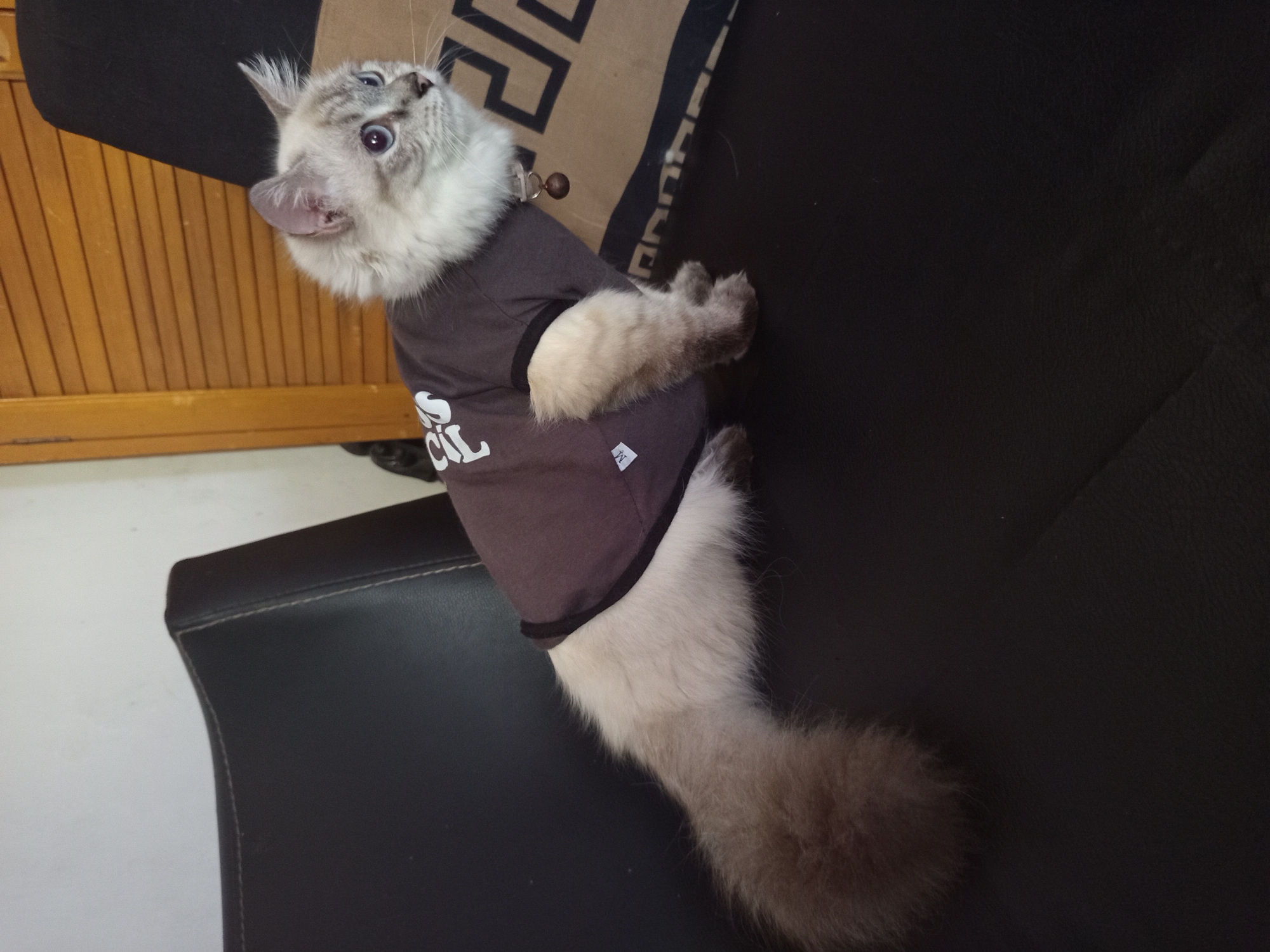 A fluffy, light-colored cat with blue eyes and a grey t-shirt sits on a black leather chair in what appears to be a residential interior. The cat is facing to the right and has a fluffy tail. A wooden-slatted door is visible in the background, along with a patterned pillow. The scene is lit by ambient indoor lighting. There is no indication that this image is located in the city of Malang, Indonesia.