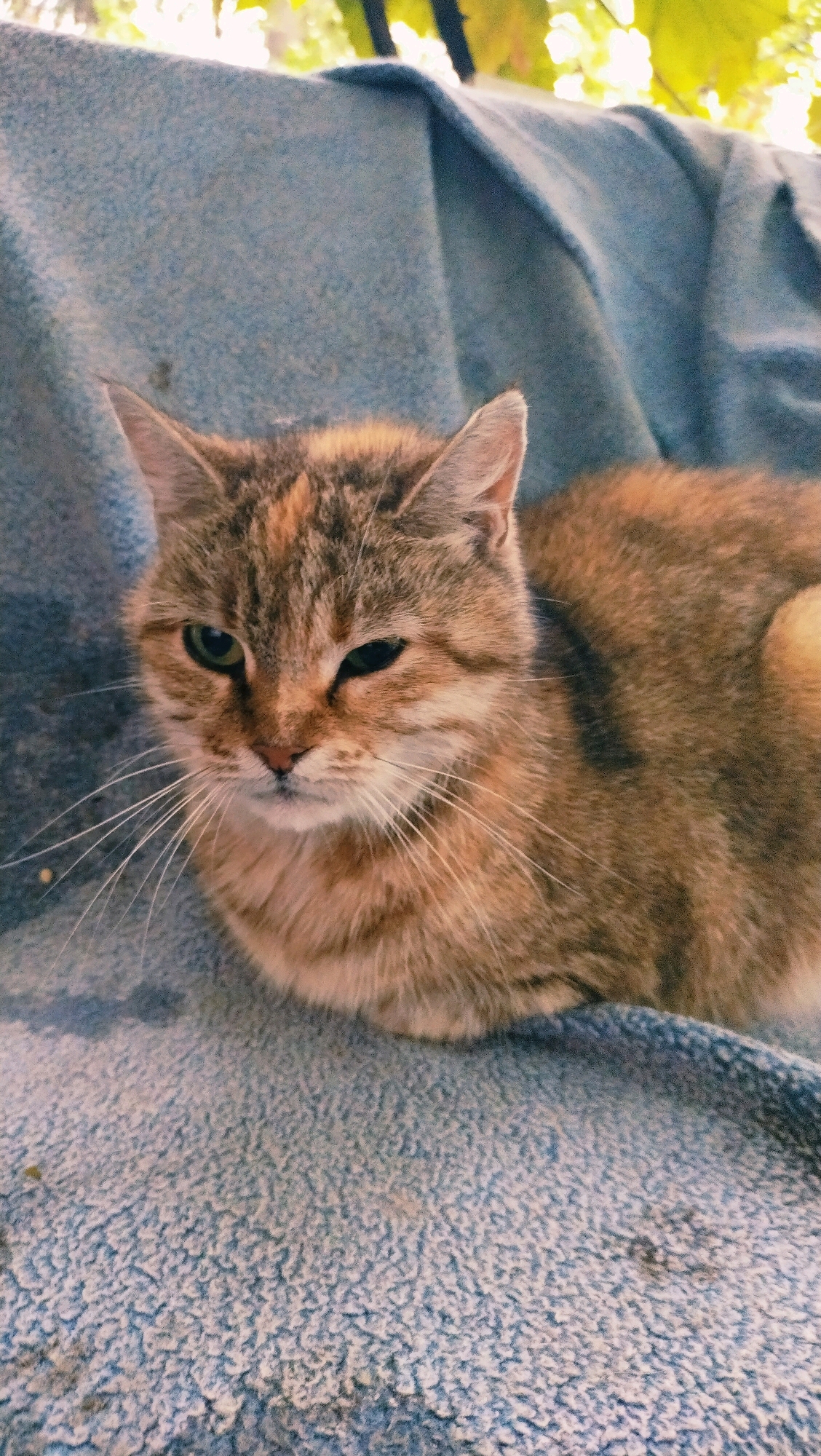 A tabby cat with green eyes rests on a blue, fuzzy blanket outdoors. The cat is facing the viewer, with its left eye partially closed, giving it a sleepy or squinting appearance. Its fur is a mix of brown, tan, and black tabby markings, with some patches of orange. Long white whiskers extend from its face. Behind the cat, the blue blanket is draped and folded, and in the upper part of the image, blurred green foliage and sunlight are visible, suggesting an outdoor setting. The image is taken from a slightly elevated perspective, looking down at the cat. There is no indication of the cat's location within the city of Horishni Plavni, Ukraine.