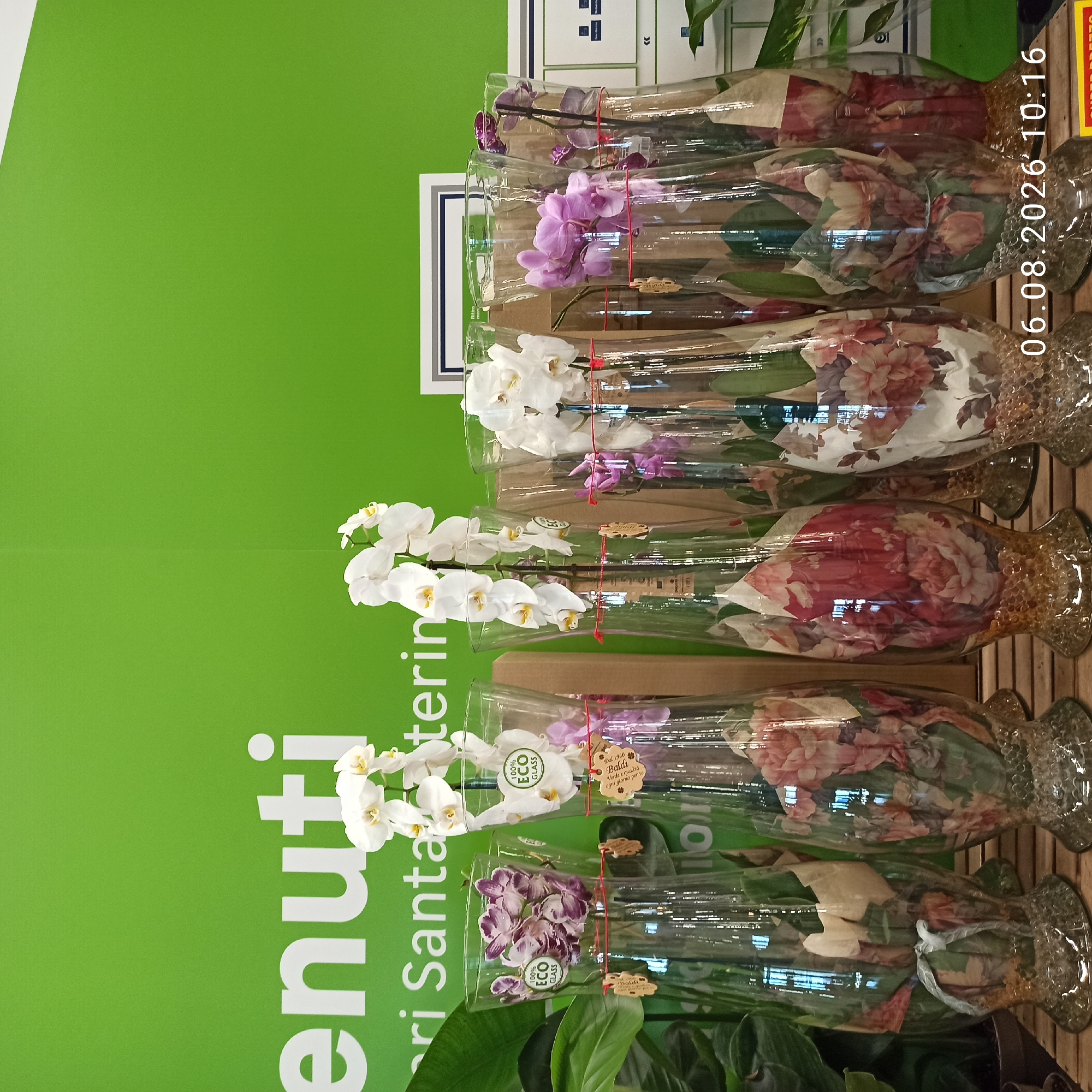 The image depicts a retail display of orchids in glass vases. The background features a bright green wall with white lettering that appears to be part of a store's branding. Several glass vases of various sizes are arranged in the foreground, each containing either white or purple orchids. The vases are decorated with floral patterns on the inside, and some have small wooden tags attached. A date and time stamp, "06.08.2026 10:16," is visible in the lower right corner of the image. The scene is likely set in a flower shop or a garden center. The presence of the date stamp suggests the image was taken on August 6, 2026. There is no information in the image to indicate the specific location within the city of Bari, Italy.