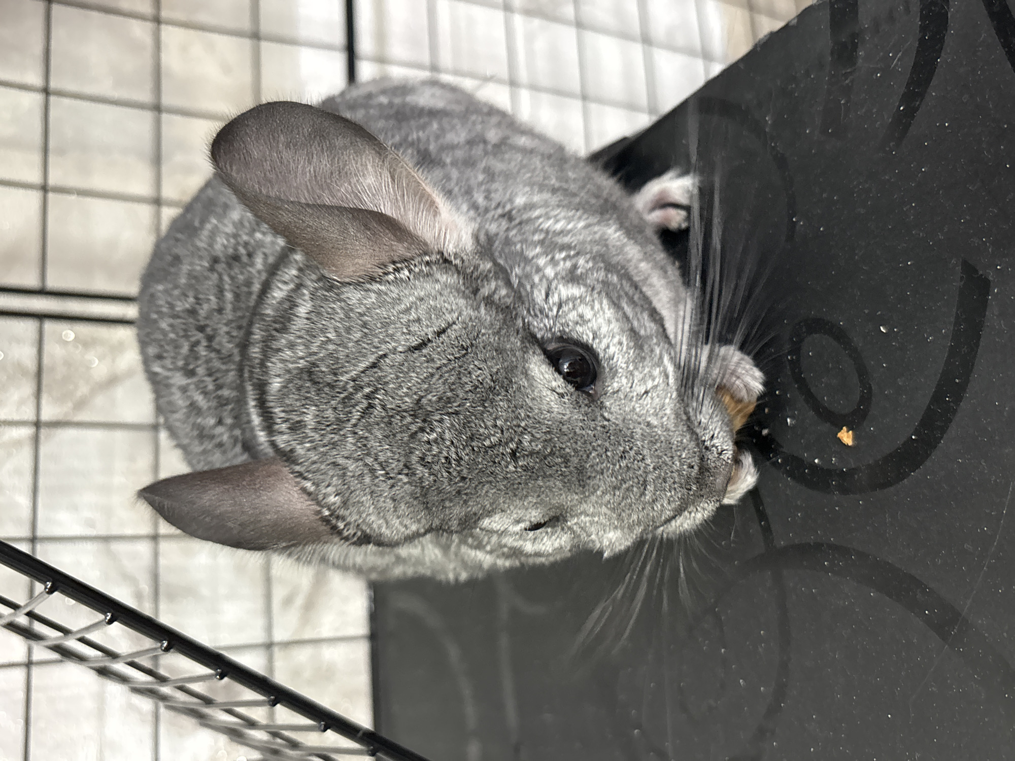 A grey chinchilla with dark eyes and prominent ears is depicted in an indoor environment, situated on a dark, flat, possibly black, textured surface. The animal is actively consuming a small, light-brown food item, which it holds with its front paws near its mouth. Another small, similar food fragment rests on the surface to the right of the chinchilla's position. Visible in the background and partially in the foreground (upper left) are metal wire cage bars. A light-colored, possibly tiled or patterned wall forms the background beyond the cage structure. The scene is located in the city of Votkinsk, Russia.
