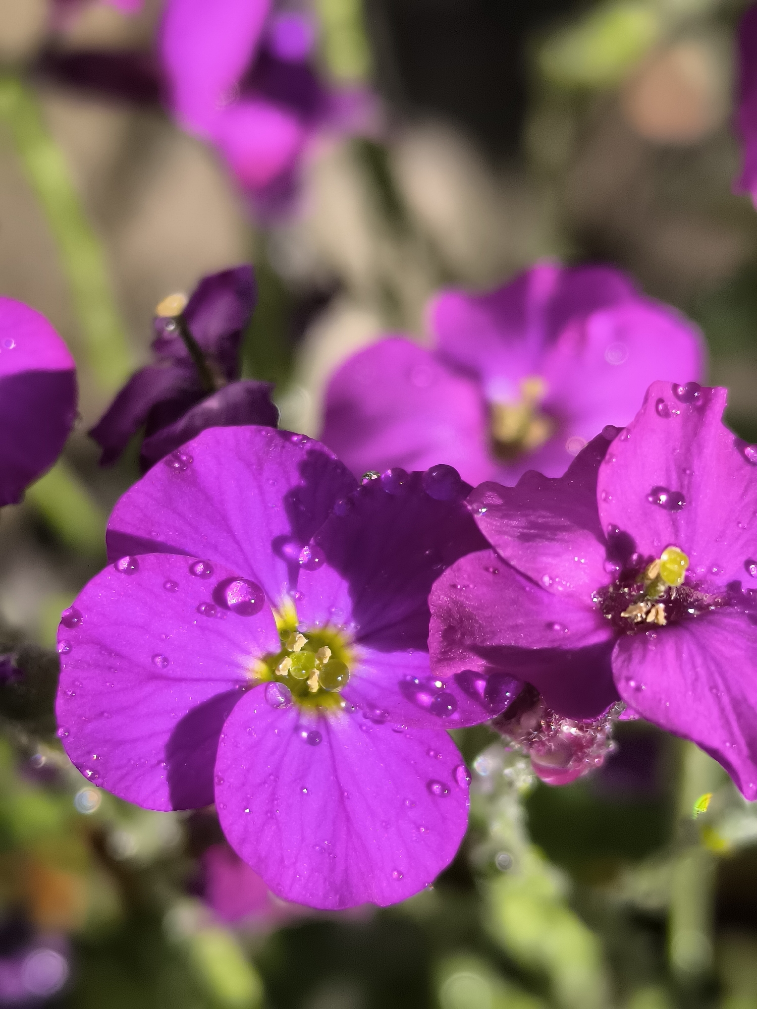 The image shows a close-up of several purple flowers with water droplets on their petals. The flowers have yellow centers. They are growing outdoors, with other flowers and green foliage visible in the background. The location is unknown.