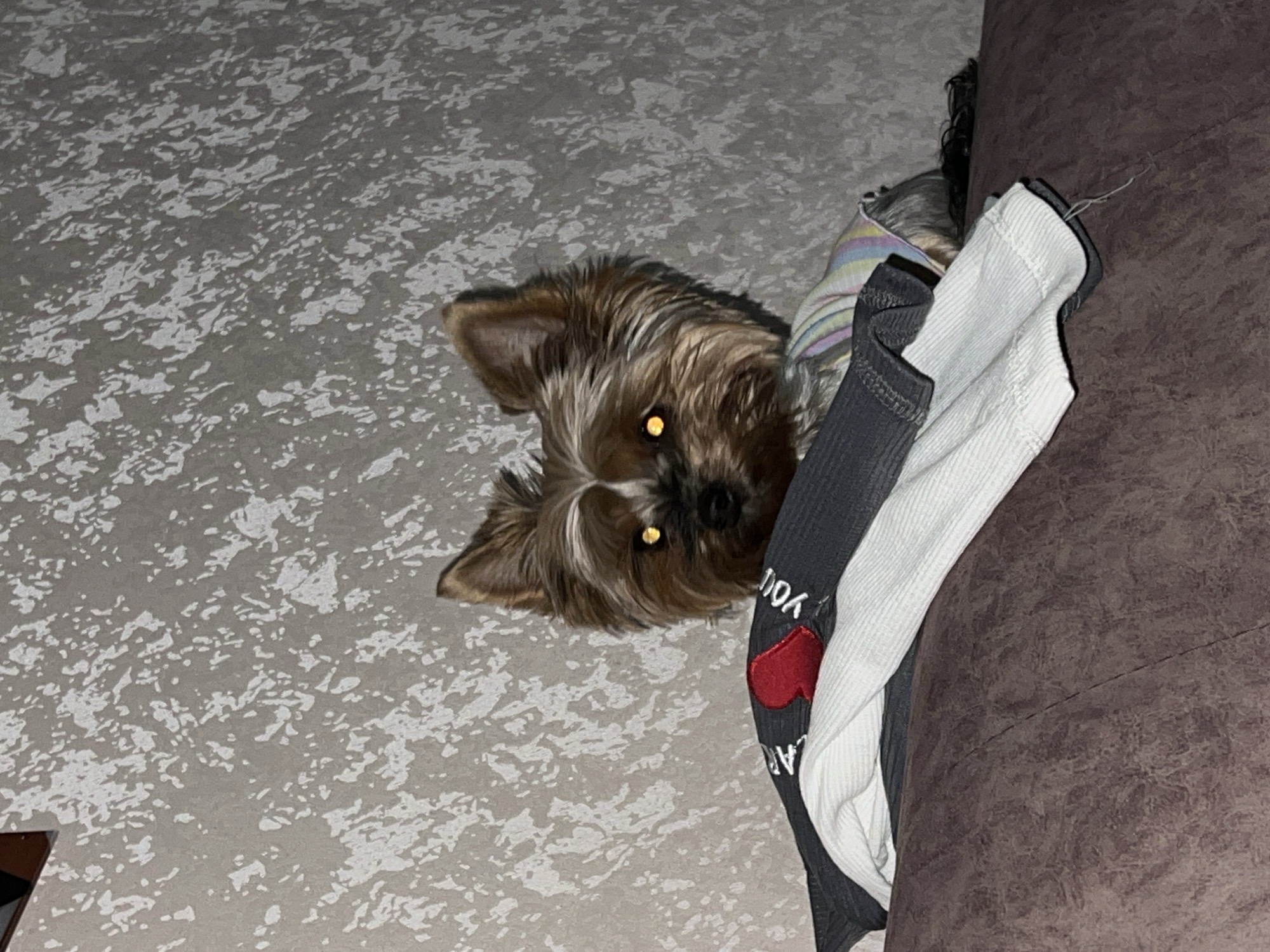 A Yorkshire Terrier, displaying brown and tan fur with distinctive light markings on its head, is positioned centrally in the frame. The dog's eyes exhibit a bright yellow-orange reflective glow. It is wearing a striped garment with visible pastel colors and appears to be peeking over a stack of clothing. The topmost item in the stack is a dark grey fabric featuring a prominent red embroidered heart and white text partially legible as "I ❤️ you." Beneath this, white ribbed fabric is visible. The dog and clothing rest on a dark brown or purplish textured upholstered surface, likely a sofa. In the background, a wall is covered with light grey or beige wallpaper adorned with a distinct white, abstract, and textured pattern, resembling spatters or distressed treatment. A dark, indistinct element is present in the upper left corner. The scene is illuminated by artificial light, contributing to the dog's eye reflection. This scene is situated in the city of Chaikovsky, Russia.