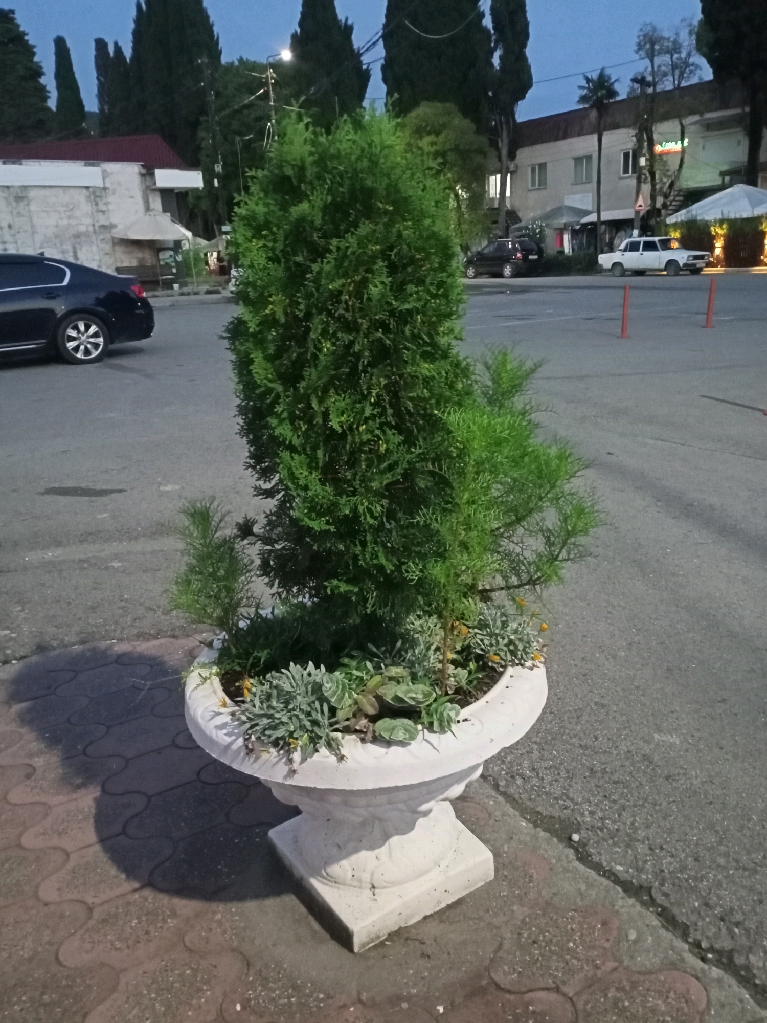 The image depicts a street scene in Tsandrypsh, Abkhazia, at dusk. A large white planter with a tall green evergreen tree and smaller plants sits prominently in the foreground, positioned on a patterned paving stone area next to an asphalt road. A black car is parked on the left side of the road, and a white car is visible further down on the right. Buildings with lights on line the street in the background, and tall trees create a silhouetted backdrop against the twilight sky. The overall atmosphere is quiet and suburban.