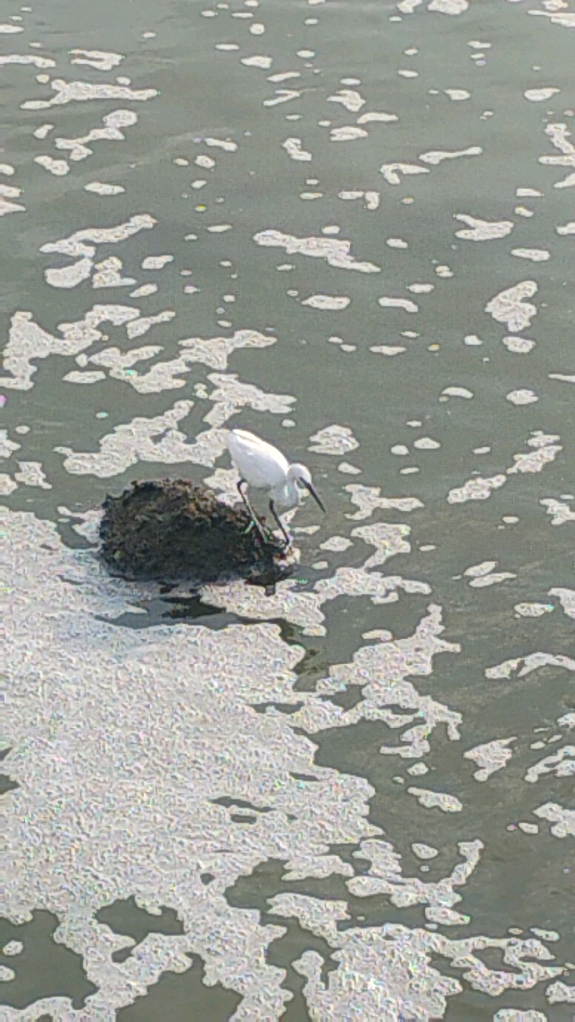 A solitary white egret stands on a dark, mound-like object in a body of water covered with white foam. The water itself is a murky green-gray. The egret, a small bird with a long neck and beak, is positioned in the center of the frame, facing towards the right. Its legs are visible, appearing dark and slender. The surrounding foam is dispersed in irregular patches, creating a mottled texture on the water's surface. The lighting suggests an overcast or diffused daylight condition. No other animals or people are visible in the image. The location is Lhokseumawe, Indonesia.