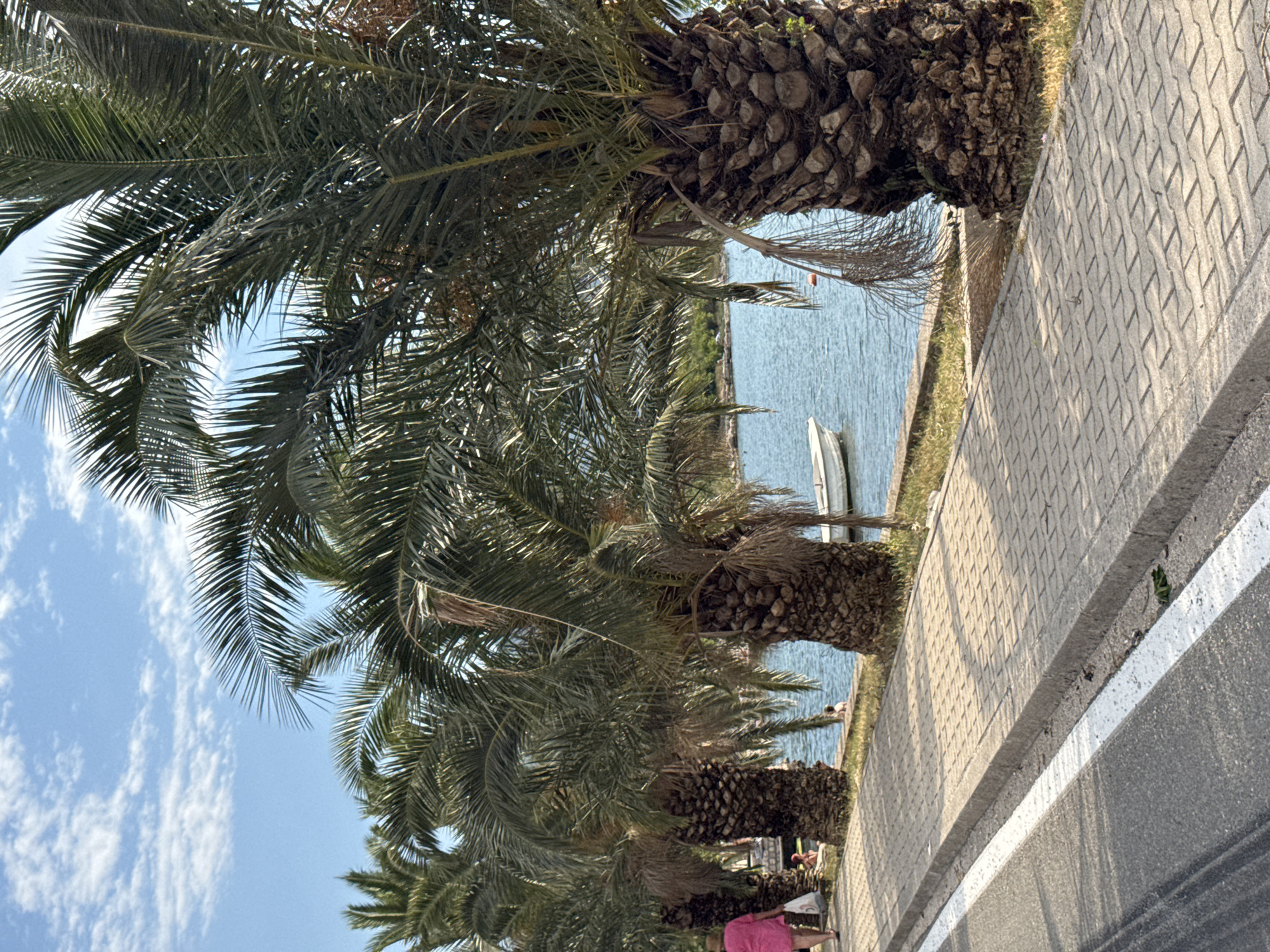 A sun-drenched scene unfolds along the Risan waterfront, Montenegro, where a paved pedestrian walkway, edged by a grey asphalt road with a white line, runs parallel to the tranquil blue waters of the bay. Lush green palm trees, their rough, textured trunks standing tall, line the walkway, casting dappled shadows on the interlocking brick pavement. In the distance, a small white boat bobs gently on the water. Several individuals are visible along the waterfront; on the left, a person in a bright pink garment walks away from the camera carrying a white bag, while further along the embankment, other figures can be seen relaxing near the water's edge. The sky above is a clear blue, dotted with wispy white clouds. The overall impression is one of a peaceful, picturesque summer day in a coastal town.