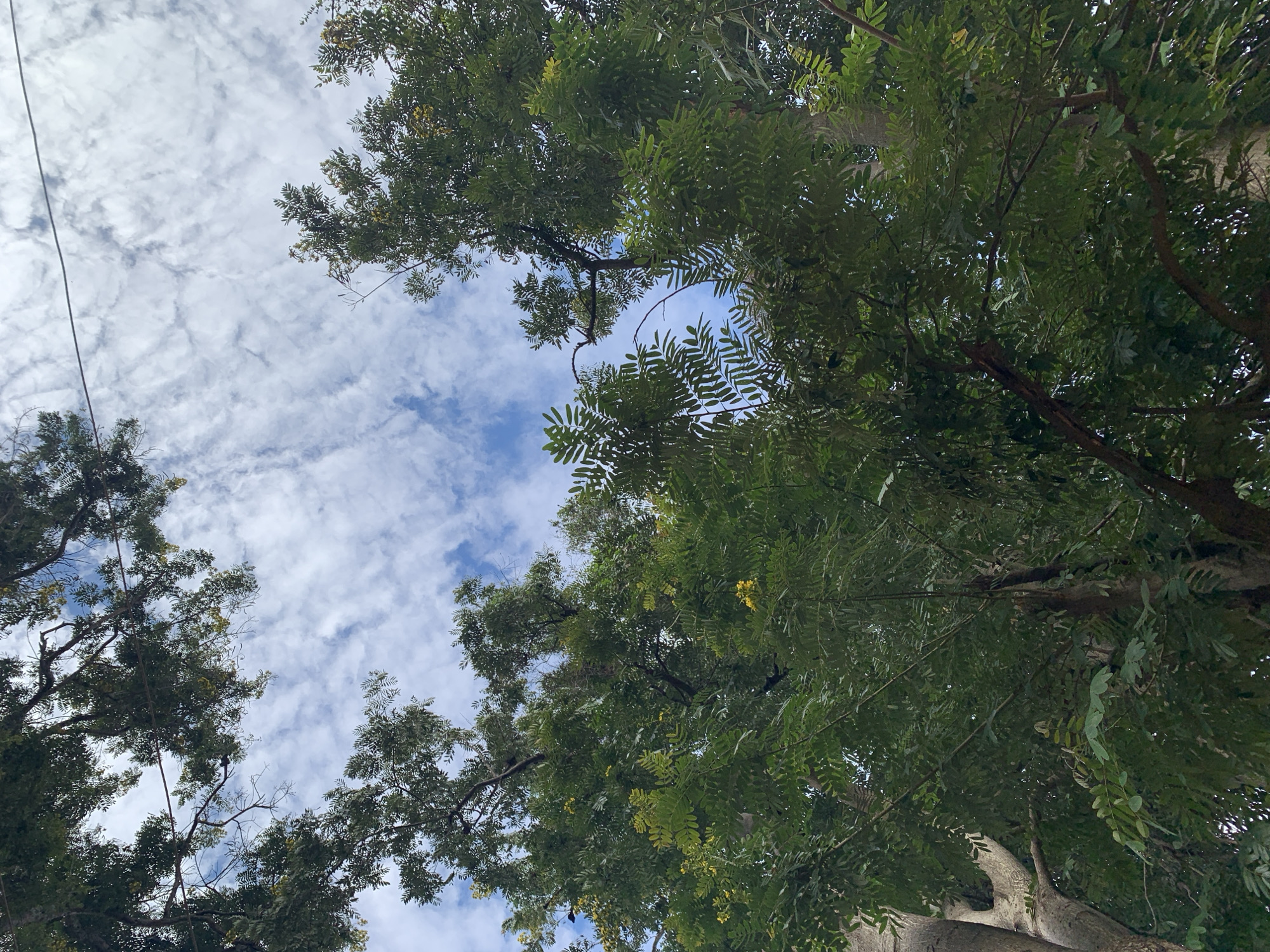 The image depicts an upward view into a dense tree canopy against a partly cloudy blue sky, located in Kabong, Nigeria. The lower two-thirds of the frame are dominated by vibrant green foliage, primarily consisting of compound leaves, with numerous dark branches visible through the gaps. Scattered small yellow flowers are present among the green leaves, particularly in the mid-right and central sections of the canopy. The upper portion of the image features a bright blue sky with numerous scattered white cumulus clouds. A single thin, dark utility wire extends horizontally across the upper frame, passing over the sky and some upper tree branches. No human figures, animals, or other distinct man-made structures are present within the scene.