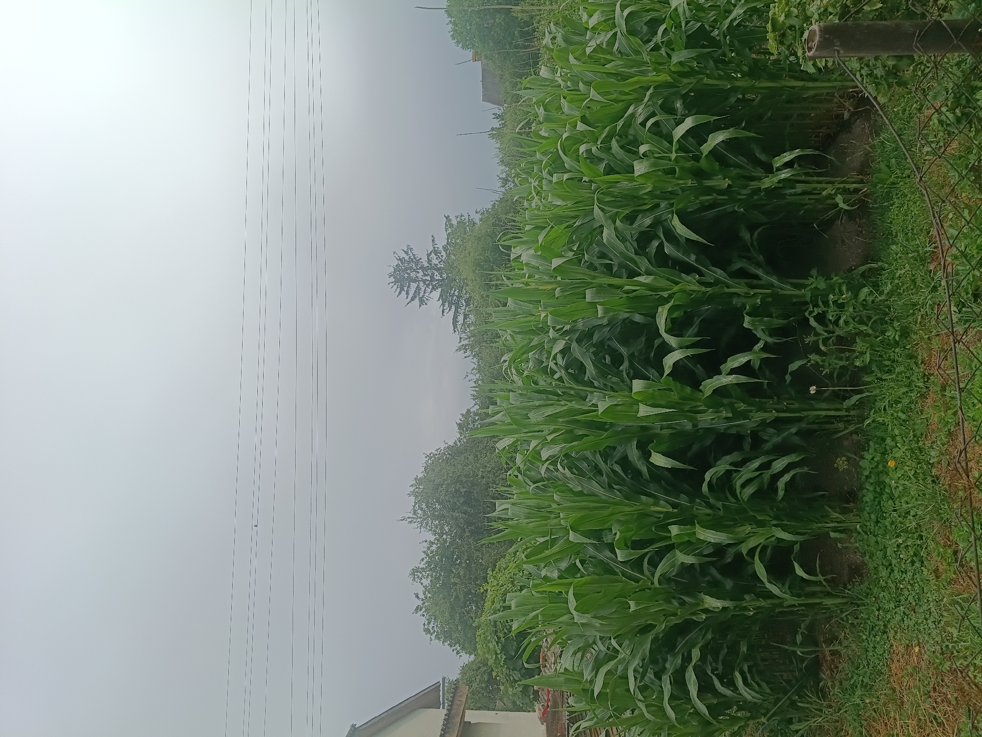 This is a ground-level, eye-level, medium shot photograph taken outdoors on an overcast day. The foreground is dominated by a lush, dense field of tall green corn stalks, with their broad leaves reaching upwards. The stalks are planted in rows, creating a visual barrier. Scattered amongst the corn and in the lower right corner are patches of green grass and clover, with a few small yellow wildflowers visible. A rough, woven wire fence runs across the very bottom of the frame.
In the background, to the left, a portion of a light-colored building with a sloped roof is visible. Further back, behind the cornfield, a dense line of various green trees and foliage stretches across the landscape. A tall, conical evergreen tree stands out amongst the deciduous trees. On the right side of the background, another building with a dark, sloped roof is partially obscured by the trees. The sky above is a uniform, light gray, suggesting cloudy or foggy conditions. Four parallel, dark power lines stretch horizontally across the upper portion of the sky.
The location is identified as Litynia, Ukraine. The scene depicts a rural or semi-rural environment, likely a garden or small farm, adjacent to residential structures. There are no people or animals visible in the image. The overall impression is one of abundance and natural growth under a muted sky.