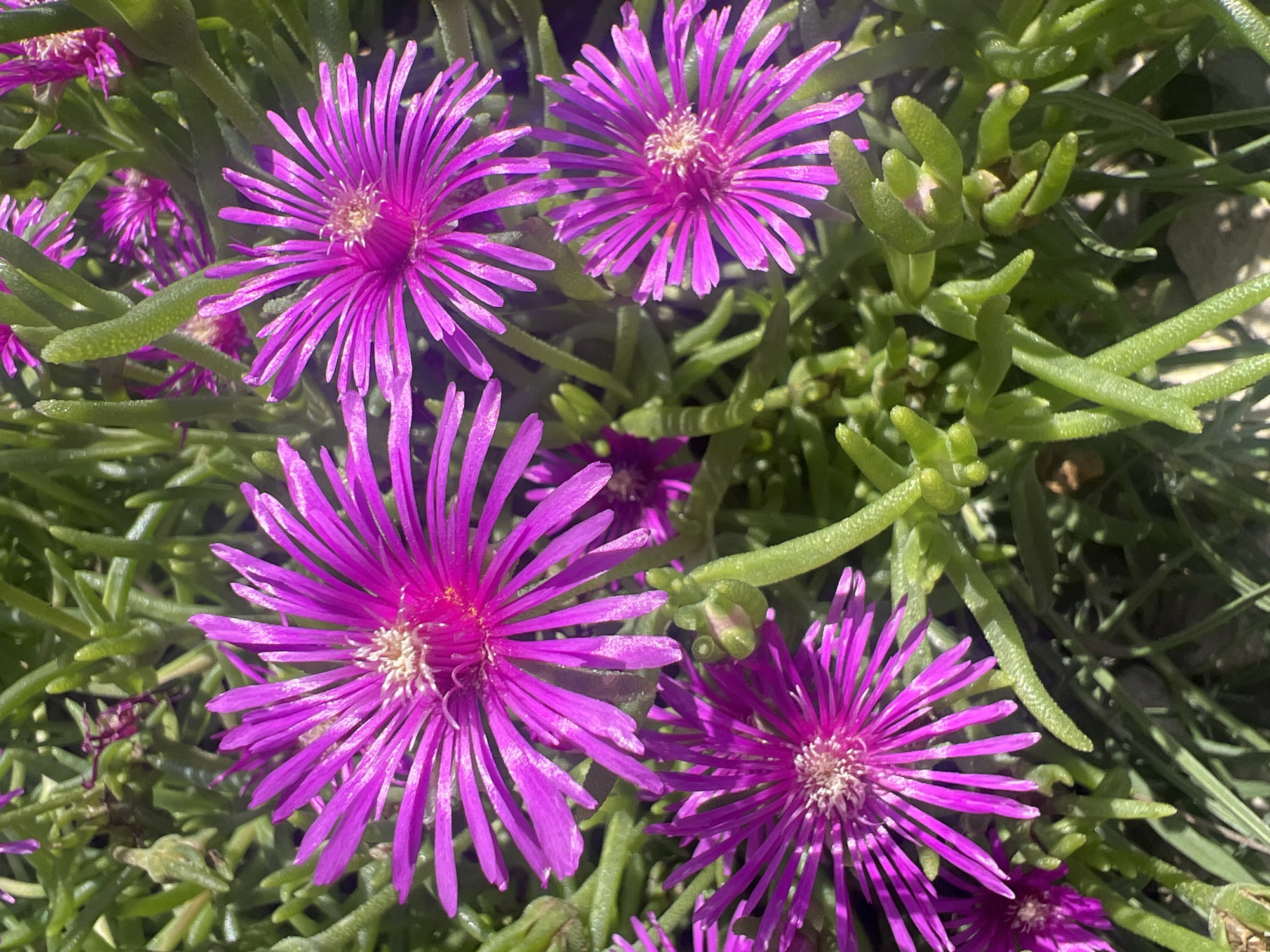 This is a close-up, eye-level, outdoor shot of several bright magenta, daisy-like flowers with thin, elongated petals. The flowers have a fluffy white and pink center. They are surrounded by thick, green, succulent-like foliage. The lighting suggests a sunny day, casting shadows that highlight the texture of the petals and leaves. The background is a blur of green foliage and hints of more flowers, creating a shallow depth of field that focuses attention on the foreground blooms. The location is not specified.