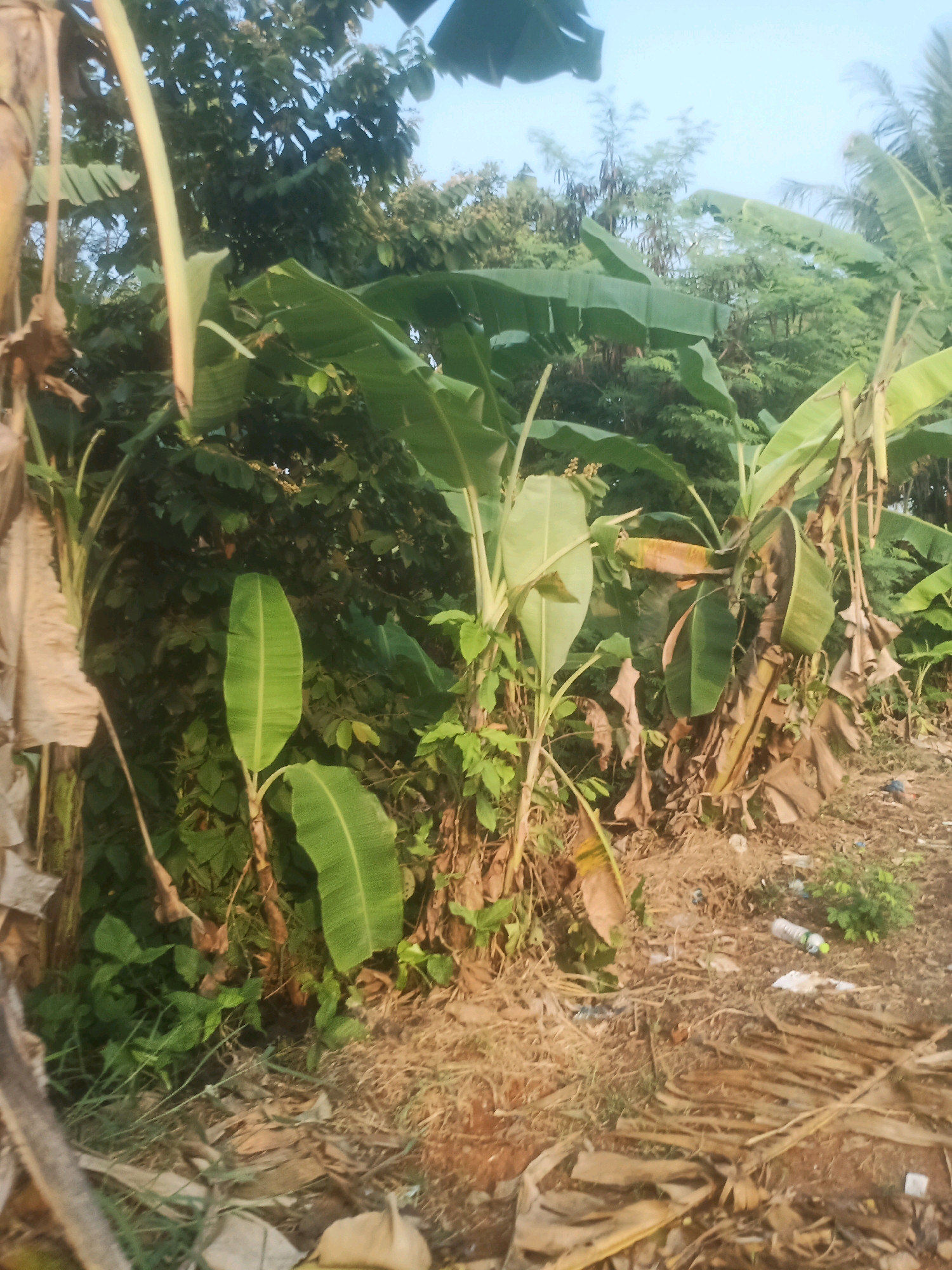 The image depicts an outdoor scene, likely in a rural or semi-rural area, characterized by lush vegetation, predominantly banana trees with their large, green leaves. The ground is covered with dry leaves, twigs, and some debris, including a white plastic bottle and other small scattered items. The overall impression is one of natural growth mixed with some evidence of human presence or neglect due to the presence of litter. The lighting suggests it is daytime, possibly late afternoon or early morning, with shadows indicating the sun's position. The scene appears to be located in a tropical or subtropical climate given the prevalence of banana plants. Based on the provided context, this scene is located in Ciseeng, Indonesia.