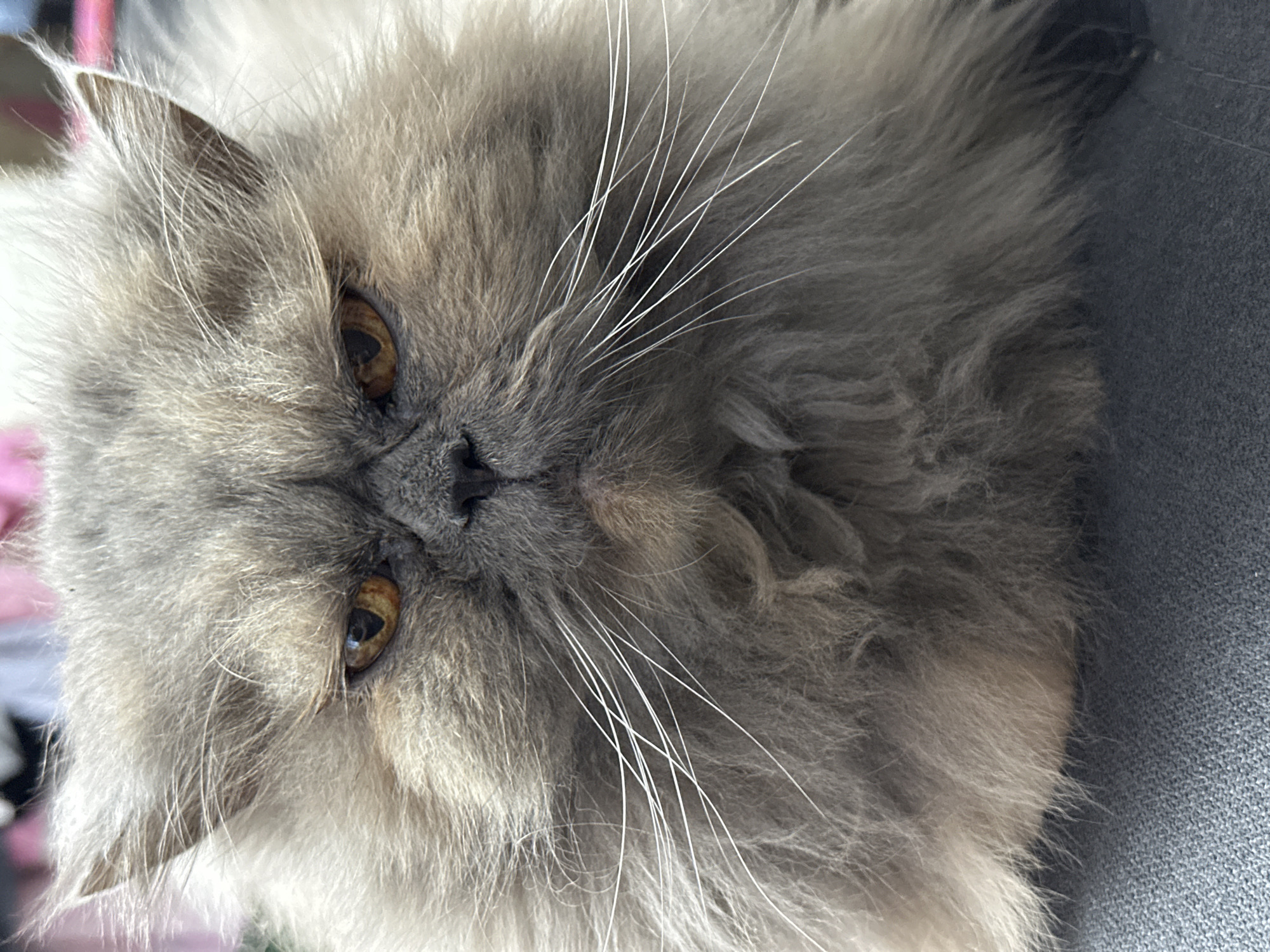 A close-up, head-on shot captures a fluffy, grey Persian cat with amber eyes. The cat is positioned in the foreground, looking directly at the camera. Its fur is long and appears somewhat disheveled, framing its face. The background is blurred, with hints of pink and white, suggesting an indoor setting. The cat's expression is stern, with narrowed eyes and a slightly downturned mouth. The image's lighting is bright, casting subtle shadows on the cat's face. There is no indication of the city of Chaikovsky, Russia, in the image.