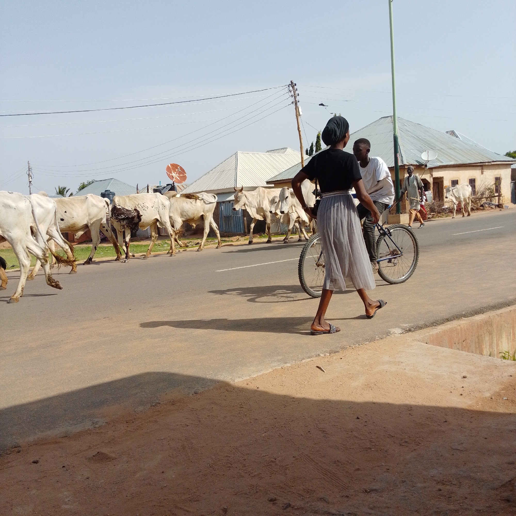 In the city of Gombe, Nigeria, a herd of light-colored cattle is walking down a paved road. The cattle are of various sizes and some have dark spots on their bodies. They are moving from left to right in the frame. In the foreground, a young woman wearing a black top and a long gray skirt is walking towards the right, with her back to the camera. She is wearing sandals and her hair is covered by a dark headscarf. To her right and slightly behind her, a young man in a white t-shirt is riding a bicycle. The bicycle is positioned to the right of the woman. In the background, several buildings with corrugated metal roofs are visible. One building has a satellite dish on its roof. A utility pole with wires runs across the upper part of the image. The sky is clear and bright. To the right of the main road, there is a dirt embankment with some sparse vegetation.