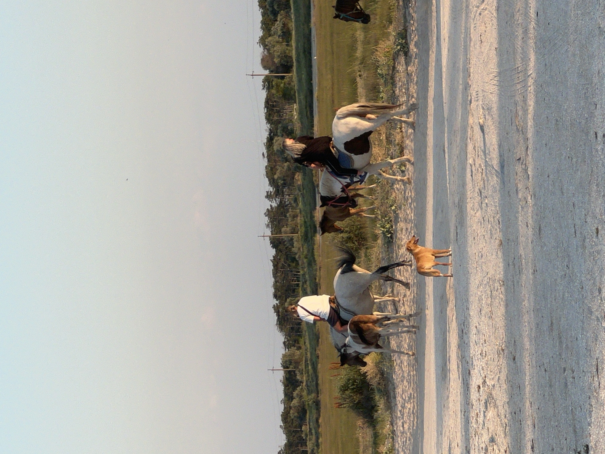 This media file shows a group of people on horseback in a rural, outdoor setting. The primary subjects are three people riding horses, and two dogs running alongside. The scene appears to be a dirt road or path, with vegetation and trees lining the sides. In the background, there are more trees and a clear sky, suggesting it is daytime.
One person is riding a white and black horse, wearing a black top and jeans. Another person, wearing a white top, is on a gray horse, with a young foal close by. The third rider, on a brown horse, is partially visible. One dog is a light brown color, and the other appears to be a mixed breed with brown and white markings.
The horses are being ridden in a relaxed manner, suggesting a leisurely ride or a journey through the countryside. The dogs are actively running, seemingly accompanying the riders. The lighting indicates it is either early morning or late afternoon, with the sun casting long shadows. The location context provided is Мысовское сельское поселение, Ukraine. There is no visible text in the image.