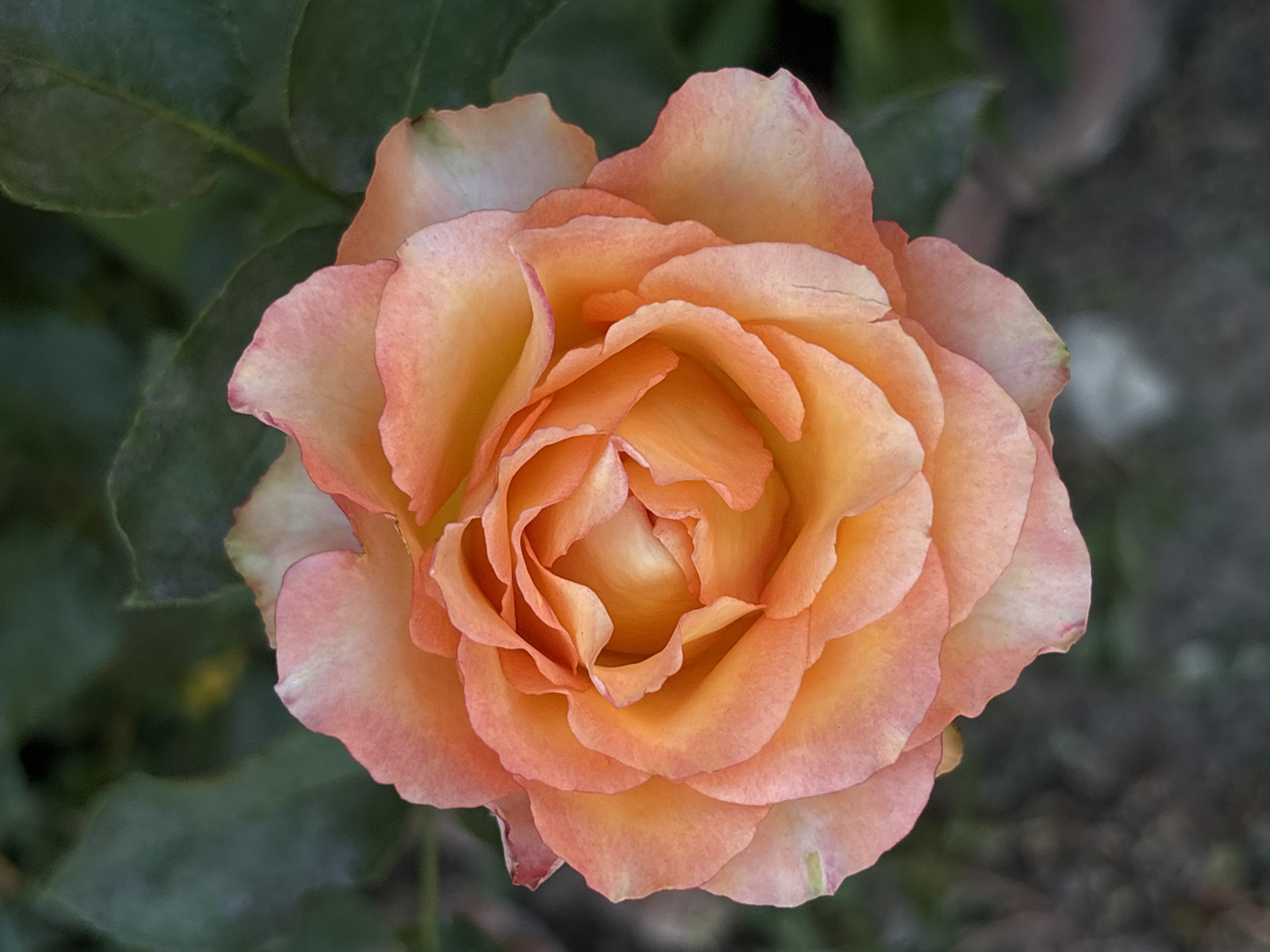 A top-down, close-up shot features a blooming coral rose with ruffled petals, set against a blurred background of dark green foliage. The rose is centered in the frame, with its petals unfurling in a spiral formation. The outer petals are a lighter shade of coral, gradually deepening to a vibrant orange at the center. The background consists of out-of-focus leaves and hints of dark soil, suggesting an outdoor garden setting. There are no people, animals, or man-made structures visible in the image. The overall impression is one of natural beauty and tranquility. The provided image does not contain information that could be used to identify its location within the city of Zniatsovo, Ukraine.