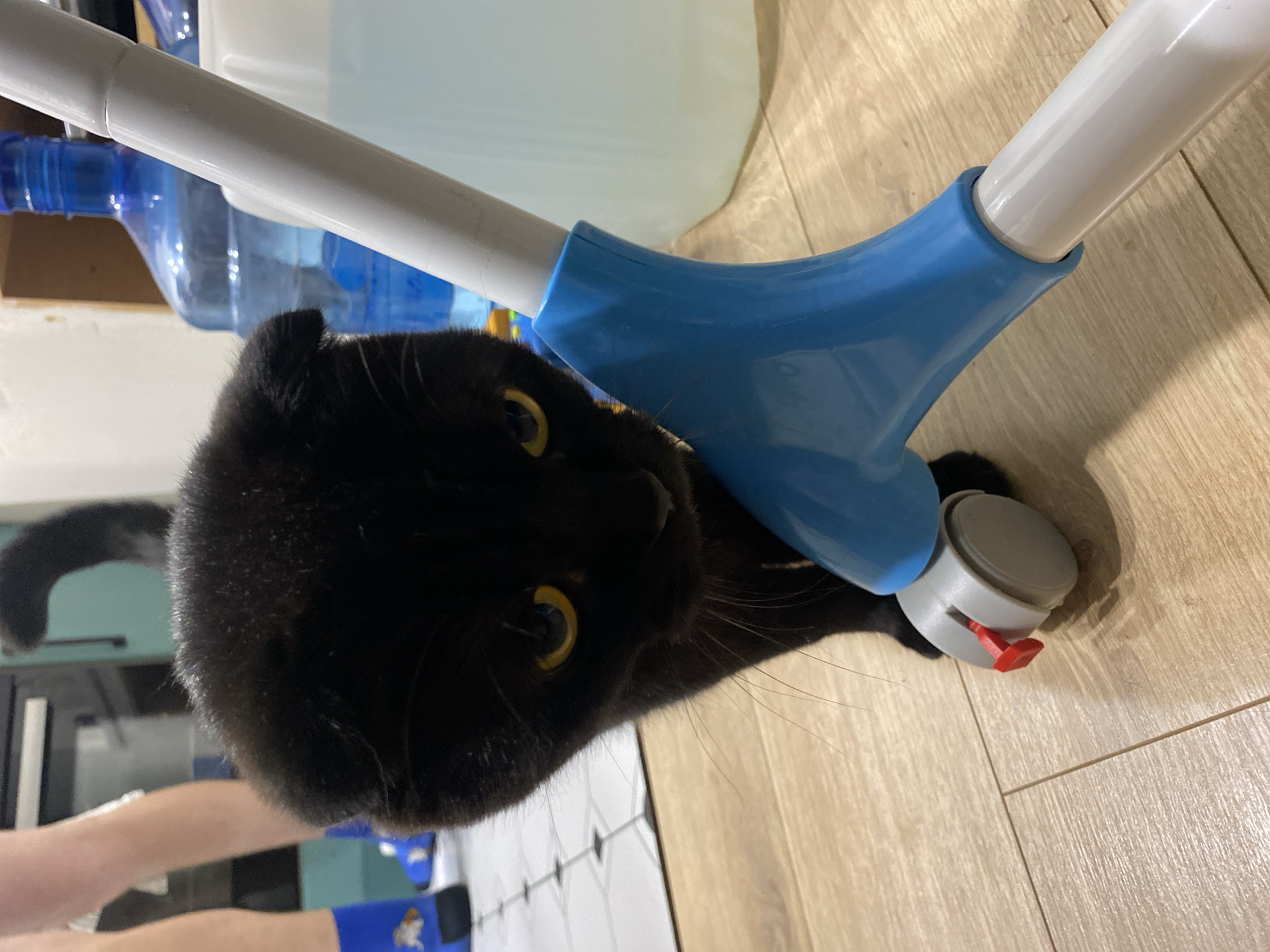 This image depicts an indoor domestic scene within the city of Chaikovsky, Russia. The central subject is a black, short-haired feline, consistent with a Scottish Fold breed due to its folded ears, featuring prominent yellow irises. The cat is positioned on a light wooden plank floor in the foreground, with its head tilted slightly while looking towards the viewer. Its face is situated near a light blue plastic component, which forms part of a cleaning apparatus, specifically a grey caster wheel equipped with a red locking lever.
In the upper left background, the lower legs and feet of an unidentified person are partially visible. This individual wears blue ankle socks adorned with an orange-brown cartoon character, possibly a fox or dog. The left foot is resting on a white tiled floor with a black square grid pattern, which transitions into the wooden flooring seen in the foreground.
To the right of the person and behind the cleaning apparatus, two large, translucent blue plastic bottles, typically used for water coolers, are present. At least one of these bottles appears to contain water. A dark teal or green cabinet or appliance is partially visible behind the human's legs. The scene is illuminated by an overhead light source, casting soft shadows.