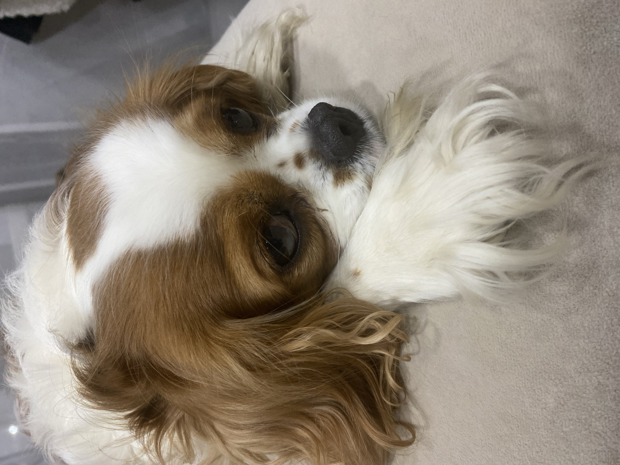 A Cavalier King Charles Spaniel rests its head on a neutral-colored surface, with its paws crossed in front. The dog has brown and white fur, with prominent brown markings around its eyes and ears. Its eyes are dark brown and appear slightly droopy. The background is blurred, suggesting a shallow depth of field, and consists of neutral tones. The overall scene conveys a sense of restfulness. The image was taken indoors in an unknown location within the city of Unknown, Unknown.