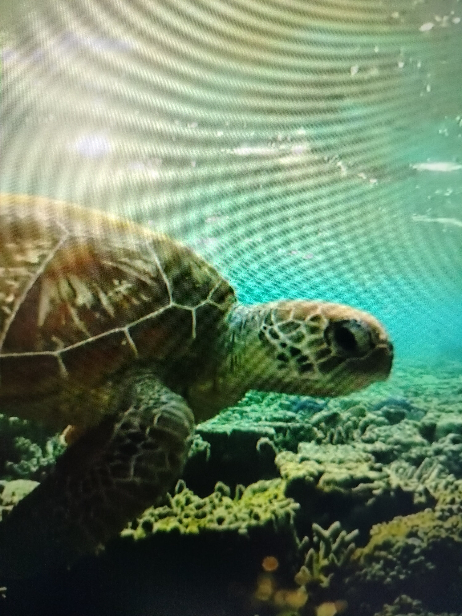 A sea turtle is shown swimming in shallow, clear water over a coral reef. The turtle is positioned in the foreground, facing right, with its shell partially visible. The water is illuminated by sunlight filtering from above, creating bright highlights. The coral reef below consists of various formations with a greenish-yellow hue. The background is a blurry expanse of turquoise water with more subtle light reflections. There are no people or any other animals visible in the image. The scene appears to be a natural underwater environment. The question specifies a location in Yashkino, Russia. However, sea turtles are not found in the waters of Yashkino, Russia, as it is a landlocked city.