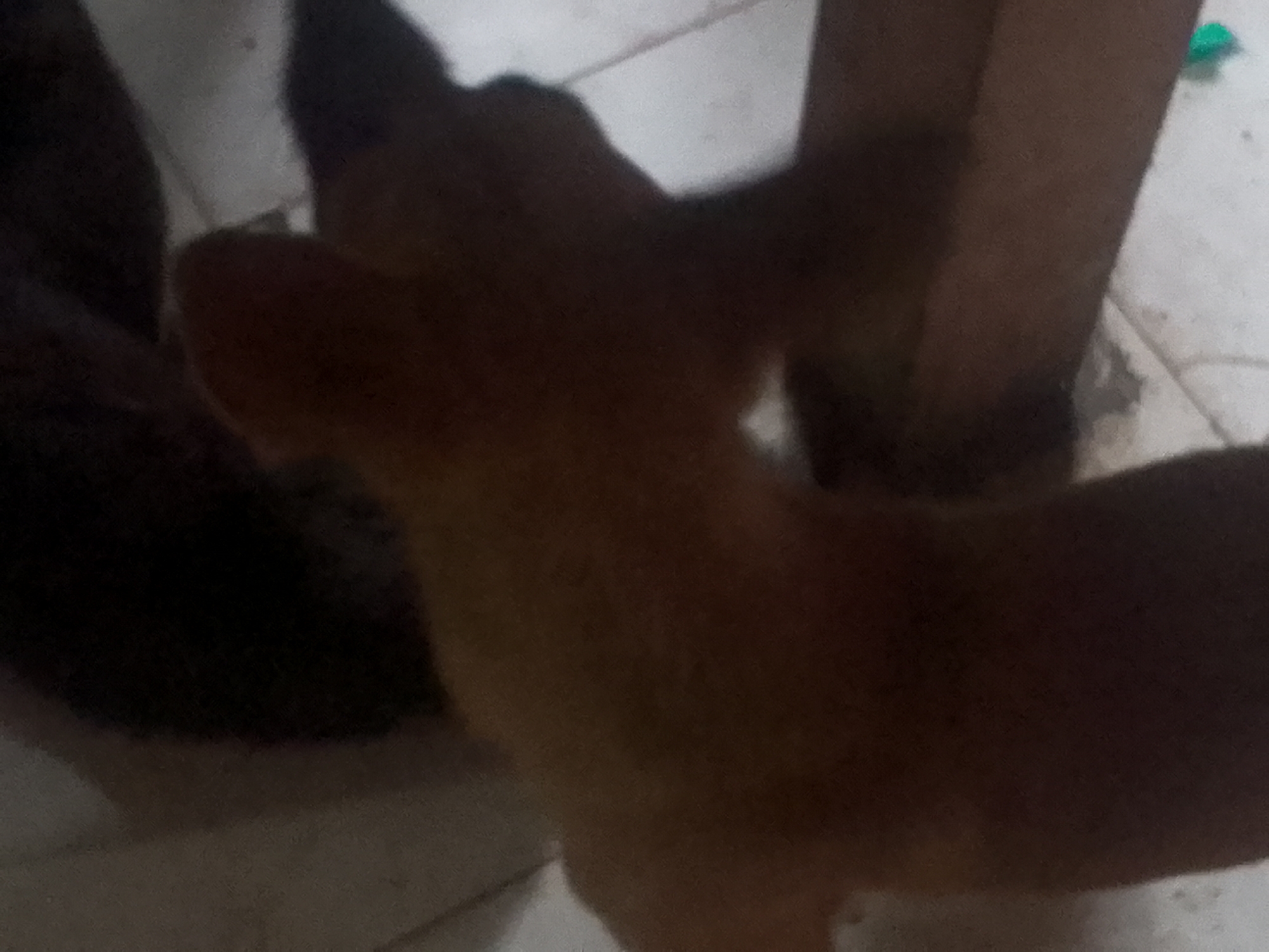 The image shows two dogs indoors. One dog is dark brown or black and partially visible on the left side of the image. The other dog is light brown or tan and appears to be standing, with its back to the camera. A section of a light brown or wooden table leg can be seen in the background. The location information (Juan Griego, Venezuela) is not discernible from the visual content of the image.