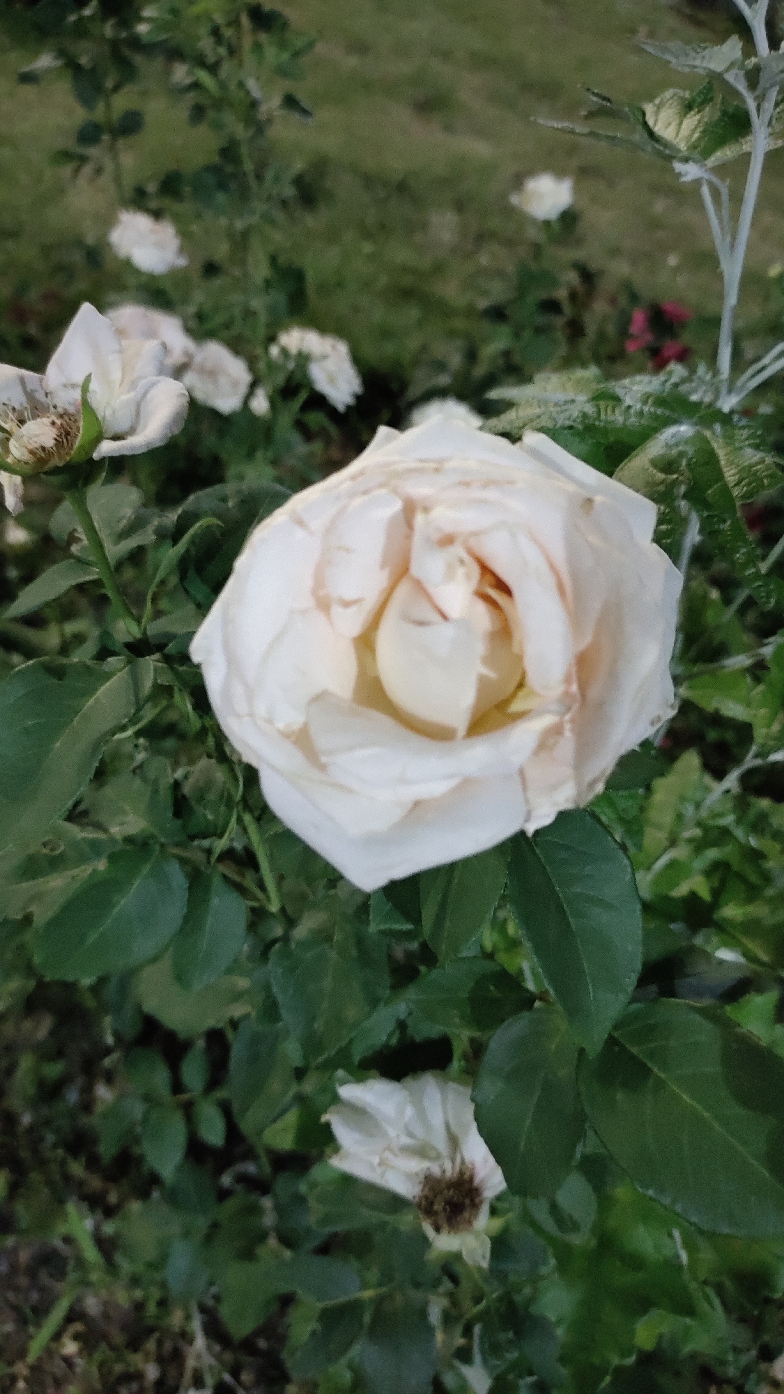 This is a close-up, eye-level shot of a white rose in bloom, surrounded by its green leaves and stems. The rose is the central focus of the image, its petals a soft, creamy white with hints of pale yellow at the center, suggesting it is either newly opened or beginning to wilt. Some petals are unfurling, revealing the intricate layers within. The background is a soft blur of greenery and some out-of-focus white flowers, indicating a garden setting. The lighting appears to be natural, possibly late afternoon or early evening, given the muted tones and shadows. There is no visible text or discernible activity, beyond the natural state of the rose in its environment. The overall mood is serene and natural, highlighting the delicate beauty of the flower.