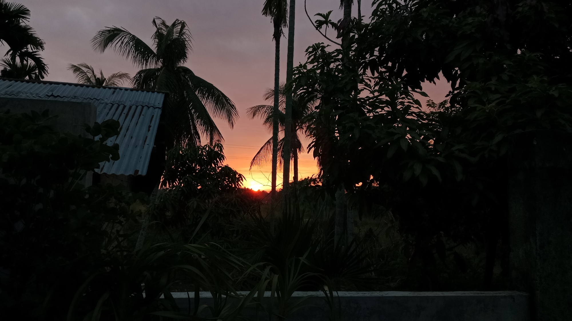 The image captures a sunset scene with a hazy, purplish-pink sky. Silhouetted against the sky are several palm trees, their fronds reaching upwards. In the foreground, lush, dark green foliage obscures much of the lower part of the image. To the left, a section of a building with a corrugated metal roof is visible. The overall impression is one of a tropical, twilight setting. This image could have been taken in various locations within the city of Lhokseumawe, Indonesia, given its tropical climate and common vegetation.