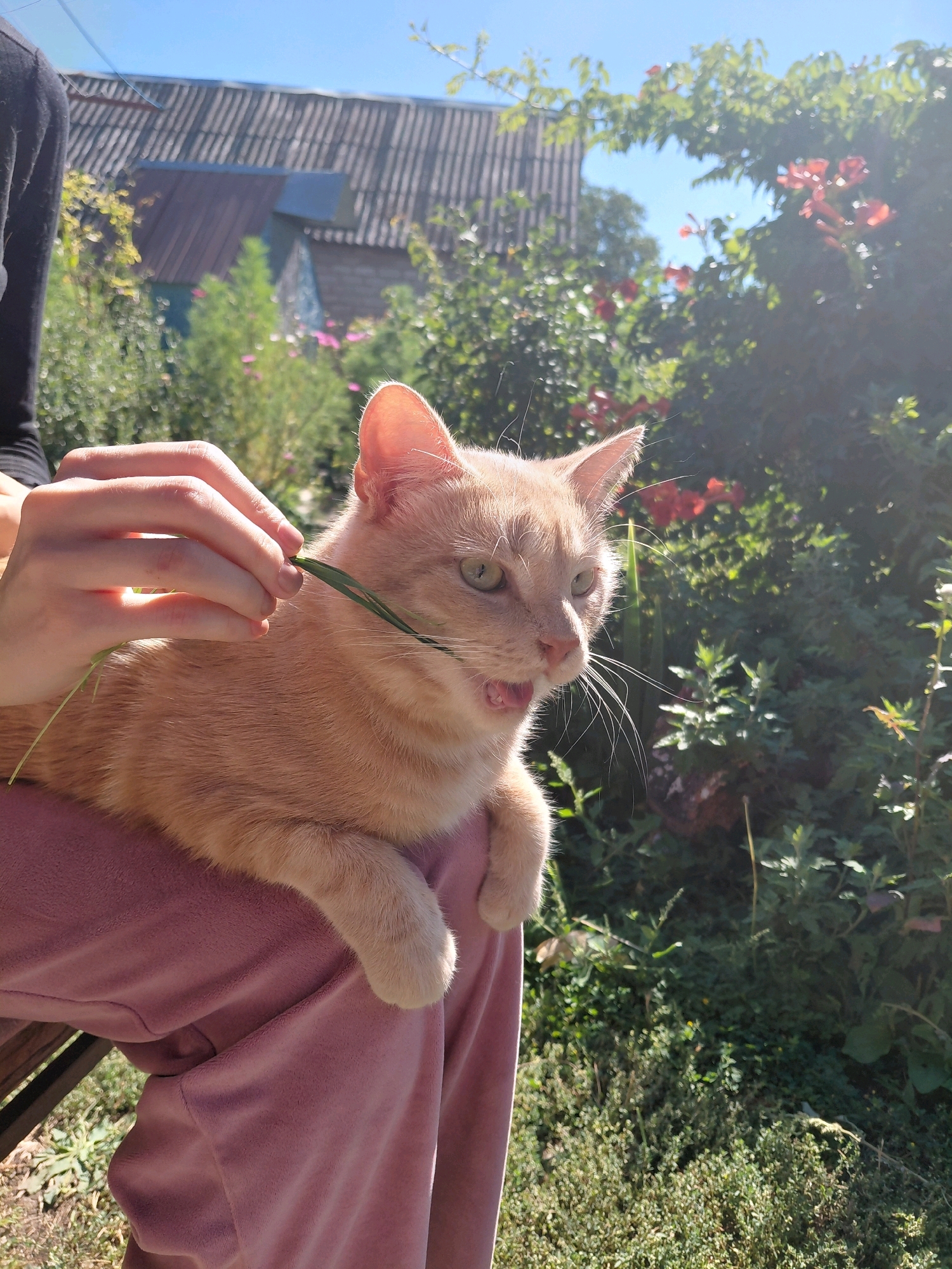 A ginger cat is being held by a person in a garden. The cat is looking to the right with its mouth open, as if meowing or yawning. A person's hands are visible, holding a blade of grass near the cat's face. The background shows a house with a corrugated roof, trees, and red flowers. The sun is shining brightly, casting shadows.
