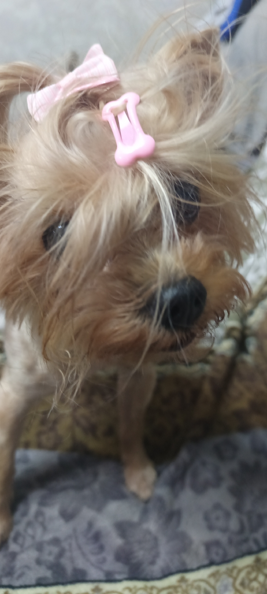 A close-up, medium shot shows the face of a small, light brown dog with its fur styled with a pink bow and a pink bone-shaped clip on its head. The dog's eyes are dark and slightly visible through its fur. The background is blurred, with a patterned surface beneath the dog. The image appears to be taken indoors, but there are no specific details that would indicate its location within Almaty, Kazakhstan.