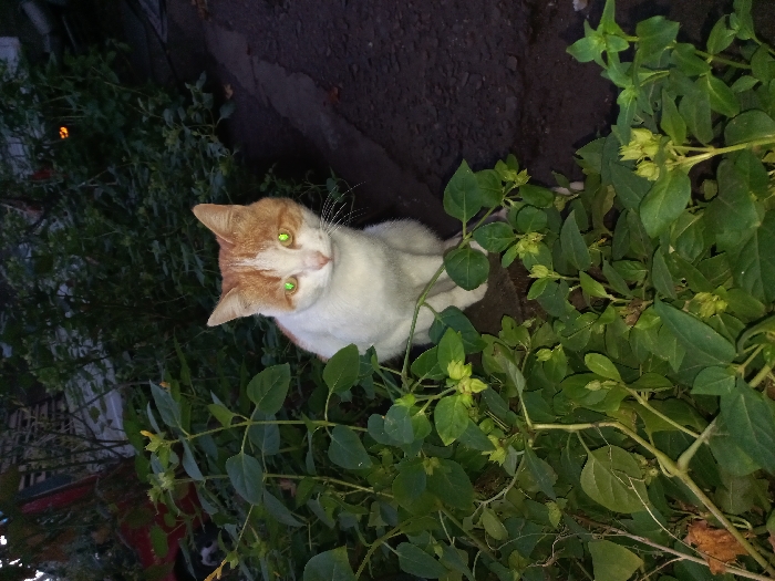 A domestic cat is depicted in a low-light outdoor setting in Akhaltskaro, Georgia. The cat possesses a white body with prominent orange-ginger markings on its head and ears. Its eyes exhibit a vivid green retroreflection, consistent with flash photography in dim conditions. The cat is seated upright, facing directly towards the viewer, with its whiskers clearly visible. The immediate foreground is dominated by dense green foliage, appearing as broad-leafed plants or bushes with small, developing buds. Behind the cat, the background recedes into darkness, revealing further indistinct vegetation and what appears to be a dark, uneven ground surface, possibly soil or asphalt, particularly visible to the cat's right. Faint, reddish-orange light sources or reflections are present in the upper-left and upper-right portions of the background.