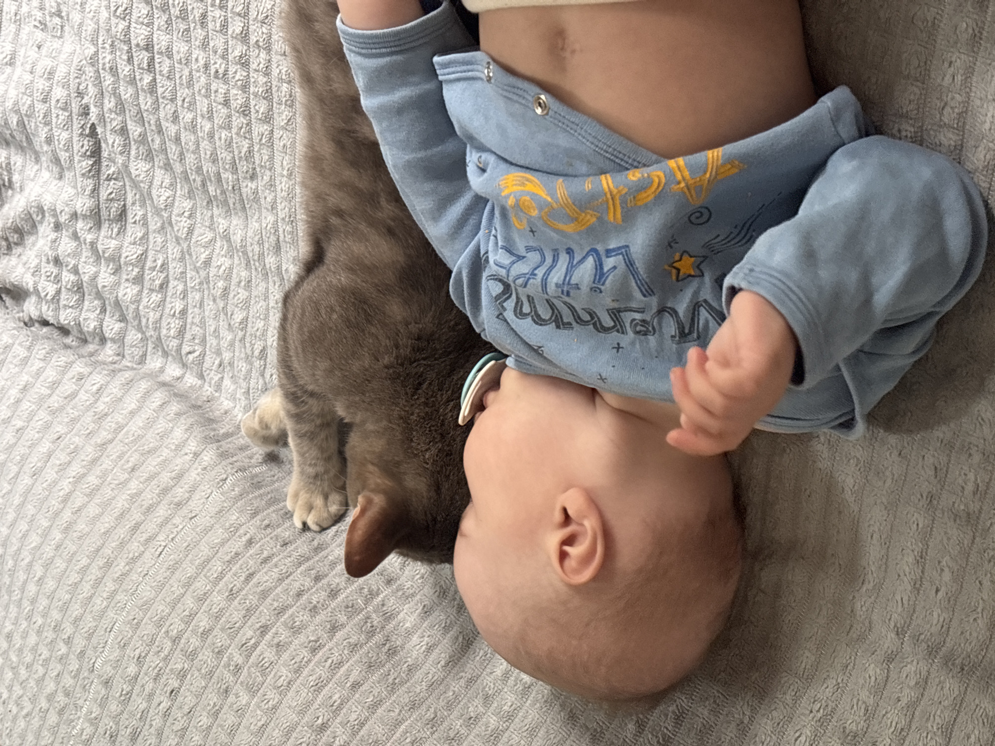 A top-down shot shows a baby lying on a light grey textured blanket with a grey cat. The baby wears a light blue long-sleeved onesie. The baby's head is close to the cat's head, with their bodies touching. The location is not specified.