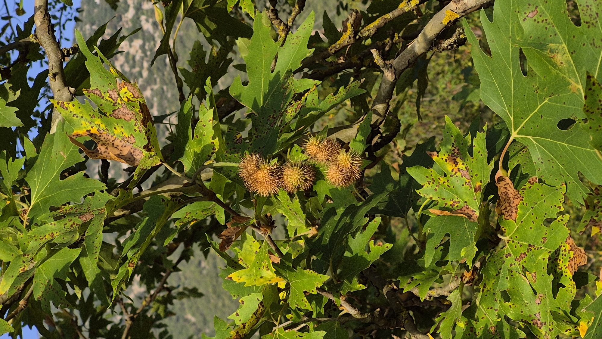 A close-up, eye-level shot captures a branch of a tree laden with spiky, brown seed pods and vibrant green leaves exhibiting signs of browning and yellowing. The leaves are broad and lobed, with some displaying a mottled pattern of brown spots. The seed pods, clustered together, are roughly spherical and covered in numerous sharp, bristle-like projections. The background is softly blurred, revealing a hilly, green landscape under a bright blue sky, suggesting an outdoor setting. The lighting suggests it is daytime, with the sun casting dappled light and shadows.
