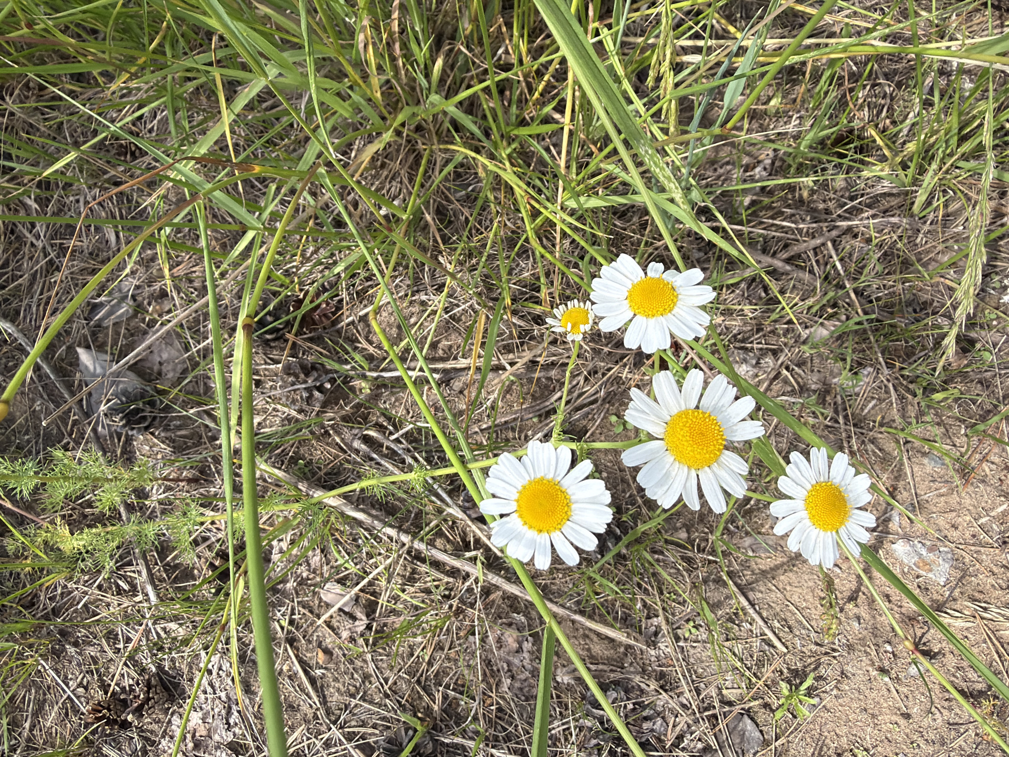 The image shows a top-down view of a patch of dry earth and grass with several white daisies. There are five prominent daisies with yellow centers, and one smaller daisy. The surrounding environment consists of dried grass, pine needles, and some small green plants. The ground appears to be sandy soil with some scattered small pebbles and bark. The lighting suggests it is daytime, with shadows indicating the sun's position. The image does not contain any people or buildings, and therefore cannot be definitively located within the city of Chaikovsky, Russia.