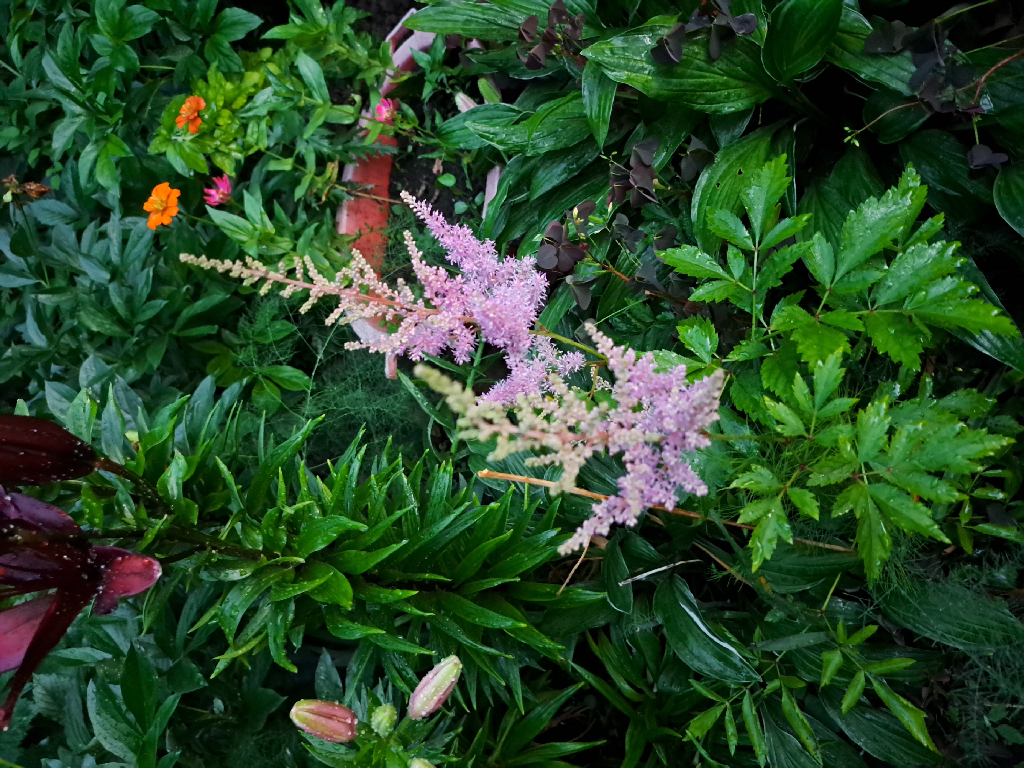 The image depicts a close-up view of a garden bed filled with lush green foliage and several flowering plants. In the foreground, two feathery pink astilbe flowers stand out, with one taller and more in focus than the other. Surrounding the astilbe are various leaves, some of which appear wet, suggesting recent rain. In the background, dark red lily blooms and buds are visible, along with a few small orange and pink flowers. The overall impression is of a vibrant and diverse garden, likely located outdoors in a natural or semi-natural setting. Without further information or context, it is not possible to determine the specific location within Chernivtsi, Russia, or to identify any people, actions, or interactions.