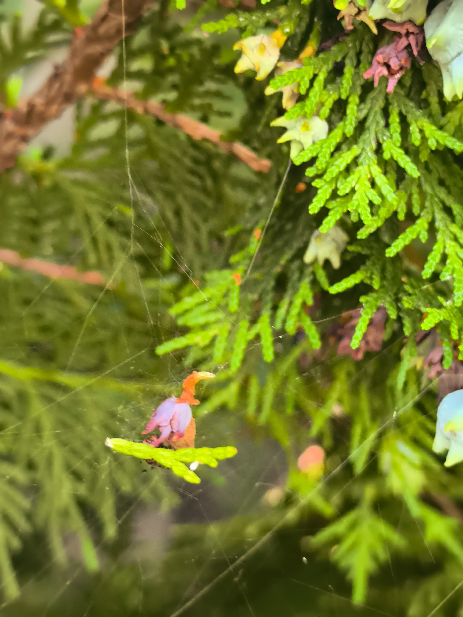 The image shows a close-up of a spiderweb spun between branches of evergreen foliage. A small object, possibly a dried flower petal or insect carcass, with shades of purple and orange, is caught in the web, perched on a bright green leaf. The background is a blur of green leaves and branches, with hints of other colorful elements like white and yellow flower buds. The lighting appears natural, suggesting an outdoor setting. There is no indication of Makho, Georgia, or any other specific location in the image.