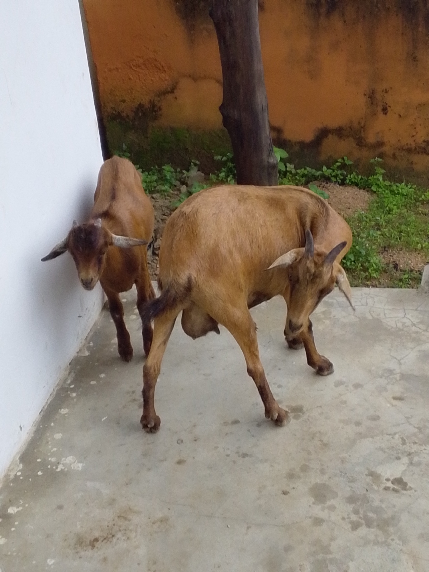 Two brown goats are standing on a concrete surface in front of a white wall. The goat on the left is facing the wall with its head down. The goat on the right is facing away from the camera and appears to be reaching down towards the ground. In the background, there is a tree trunk and an orange-colored wall with green vegetation. The lighting suggests it is daytime.