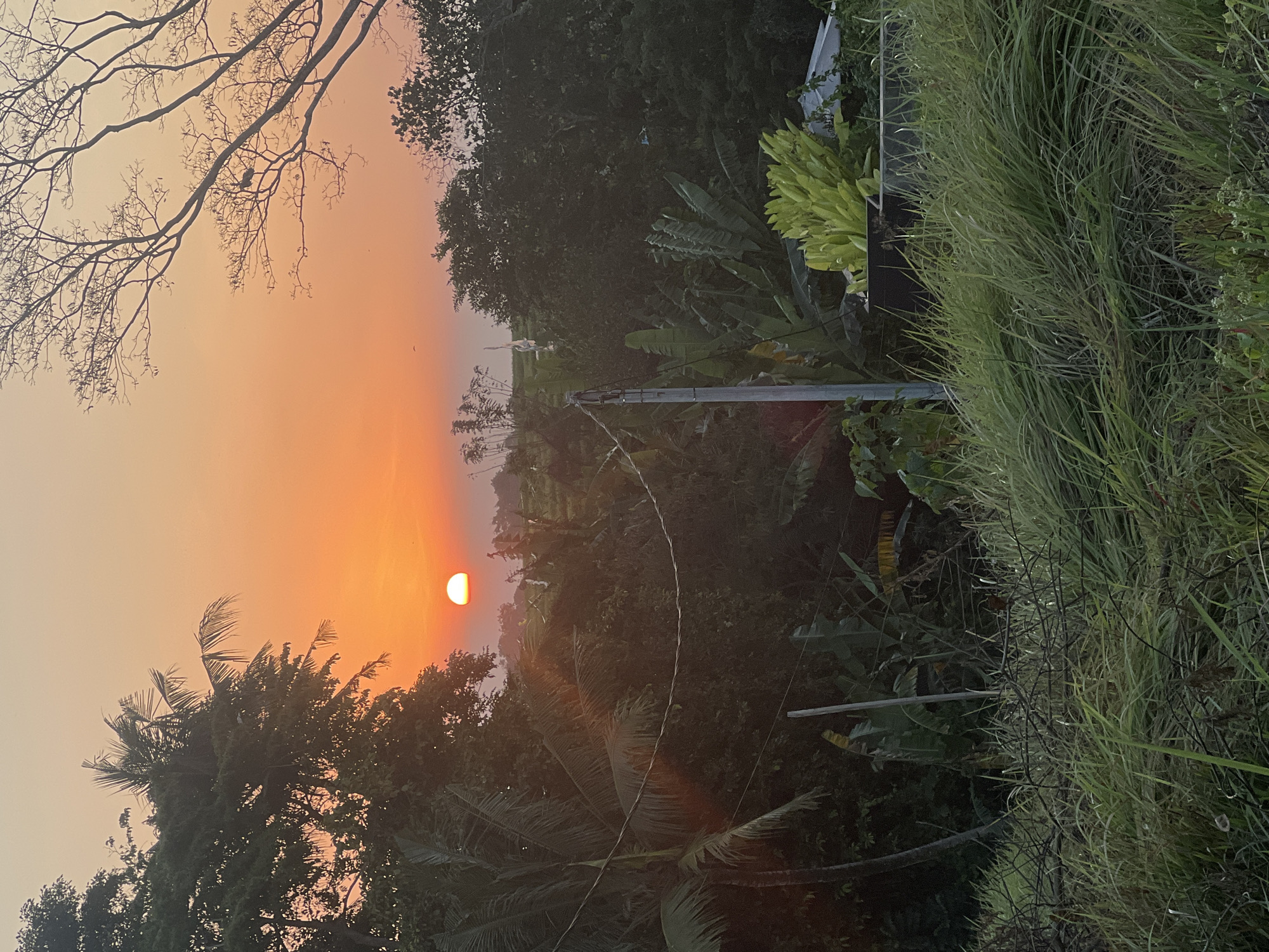 The image depicts a sunset in a rural area, possibly on the outskirts of Kediri, Indonesia. The sun, a bright orange orb, is setting on the horizon, casting a warm glow across the sky. Silhouetted against the vibrant sky are the tops of lush green trees, including palm trees on the left and bare branches of a deciduous tree on the right. In the mid-ground, there is dense foliage of various tropical plants, likely including banana trees, and a faint suggestion of agricultural fields. A grey utility pole with wires is visible, indicating some level of human development in the otherwise natural landscape. The foreground is dominated by tall, wild grasses and tangled branches, suggesting an undeveloped or overgrown area. The overall impression is one of a serene, natural environment at dusk.