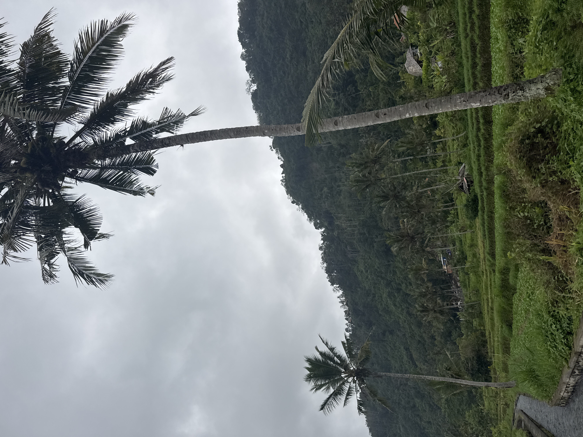 The image depicts a lush, green landscape with terraced fields and a dense forest covering a hillside. Two tall palm trees are prominent in the foreground, with one on the left side of the image and another much taller one closer to the center. A narrow canal with flowing water runs along the left edge of the image. In the middle ground, several more palm trees and some small structures, possibly houses or huts with thatched roofs, are visible amidst the greenery. The sky is overcast and gray, suggesting cloudy or perhaps rainy weather. The overall scene conveys a sense of natural beauty and rural tranquility.