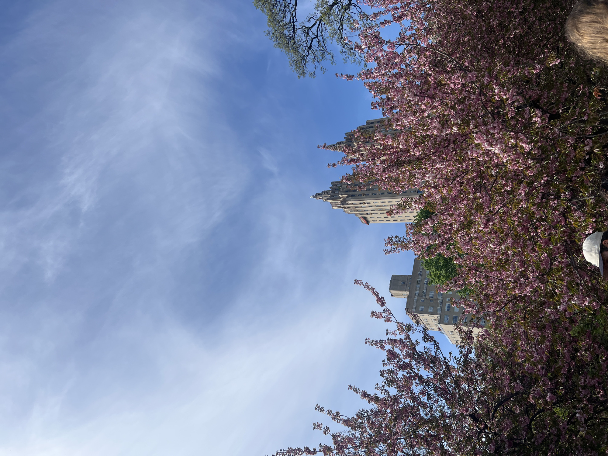 The image captures a view looking upwards towards buildings and cherry blossoms against a blue sky, suggesting a scene within New York City, United States of America. The dominant feature is the blooming cherry blossoms with pink flowers, framing the buildings on the right side. The buildings have a classic architectural style. On the left, a clear blue sky is visible. The image seems to have been taken from a park. The overall impression is that of springtime in an urban environment.