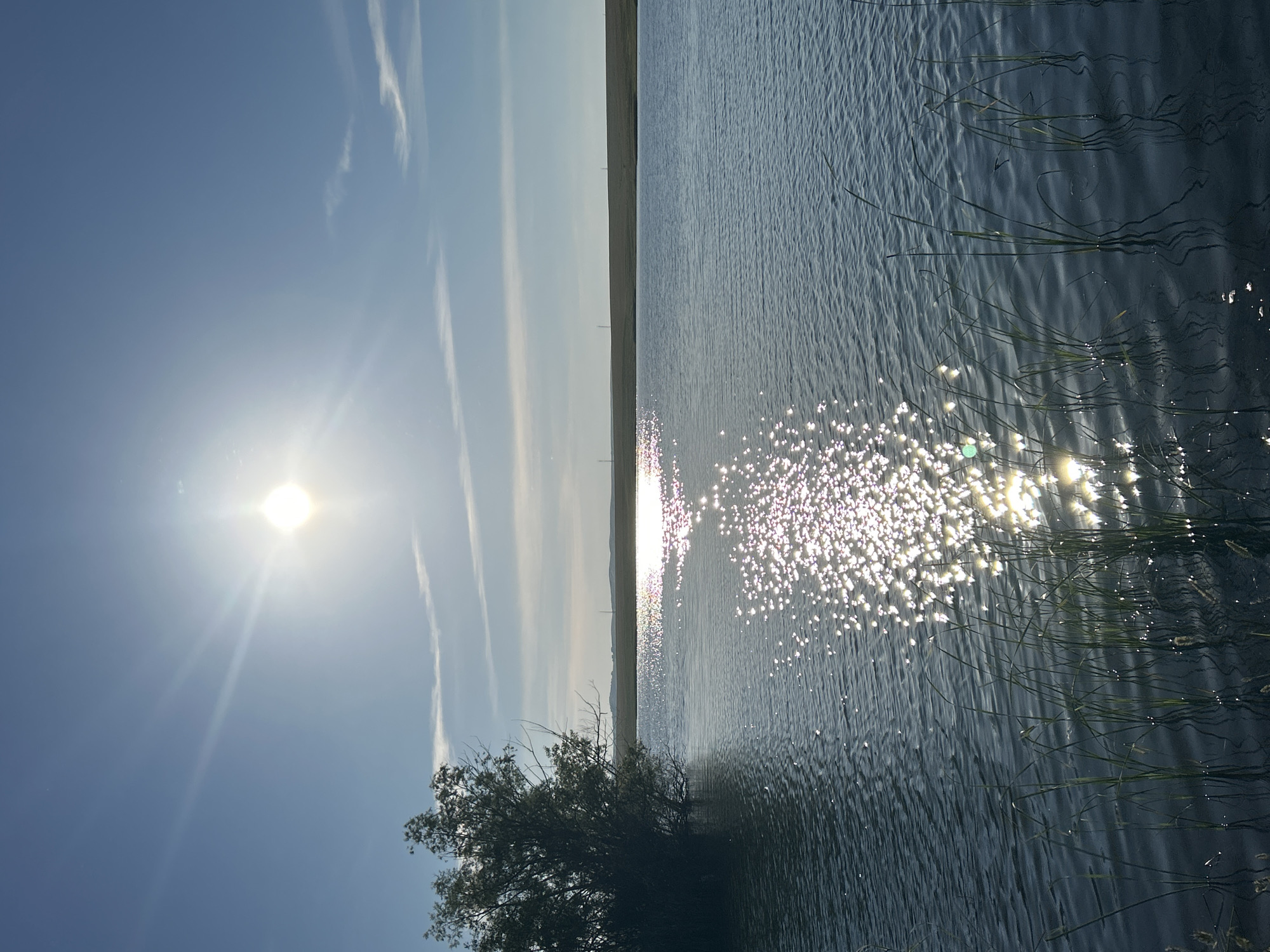 The image depicts a tranquil body of water, likely a lake or pond, under a bright, sunny sky. The sun, positioned high in the frame, creates a brilliant glare on the water's surface, casting numerous sparkling reflections. The water itself appears dark blue and slightly rippled. On the left side of the image, a dense, dark green tree with exposed branches is situated at the edge of the water. The background consists of a flat, grassy landscape stretching towards the horizon, with subtle hints of utility poles visible in the distance. The sky is a clear, light blue with a few thin, wispy white clouds. In the foreground, tall green reeds or grasses grow in the shallow water. The scene is devoid of any human presence or activity. The location is identified as Matraevo, Russia.