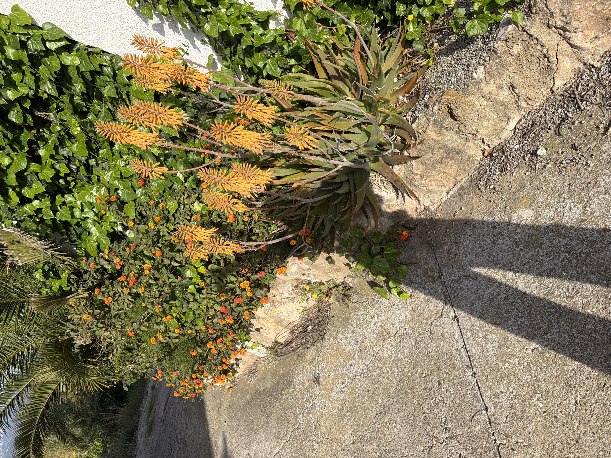 The image depicts a garden scene in Mont-roig del Camp, Spain. On the left, ivy climbs a white wall, alongside a cluster of Lantana plants with orange and yellow flowers. An aloe vera plant with tall orange flower stalks stands on a rocky outcrop. A palm frond is visible at the bottom left. The ground is paved with concrete, marked by cracks and shadows.