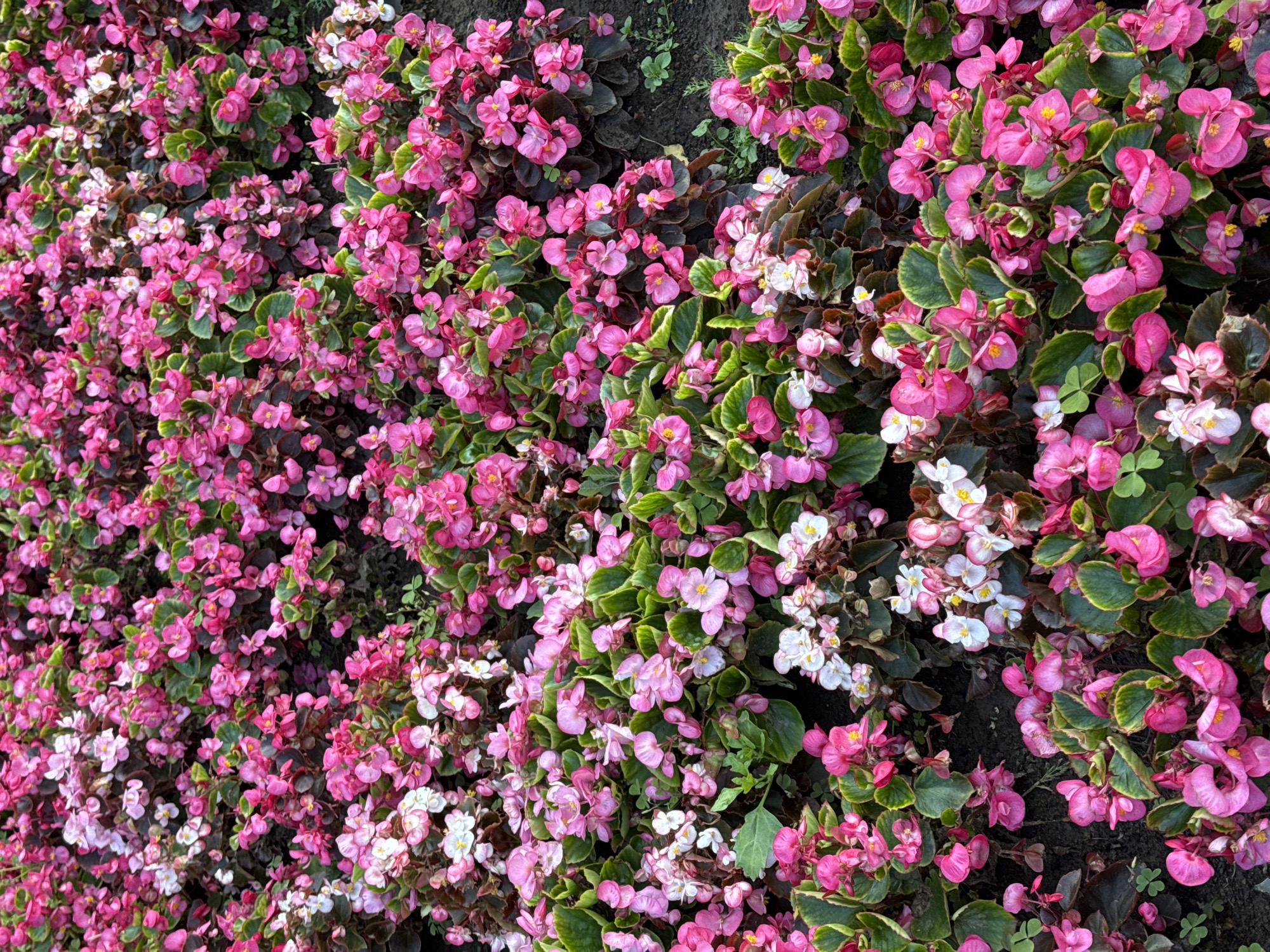 A densely packed flowerbed of pink and white begonias with dark green, heart-shaped leaves is the subject of this image. The flowers are in full bloom, with many of them facing the camera. The ground beneath the flowers is visible in patches and appears to be dark soil, with a few stray green leaves on the ground. The lighting is natural, suggesting an outdoor setting. The image is an eye-level shot, offering a close-up perspective of the vibrant floral display. The specific location in the city of Sovkhoza imeni Lenina, Russia, is not visually discernible from the image content.