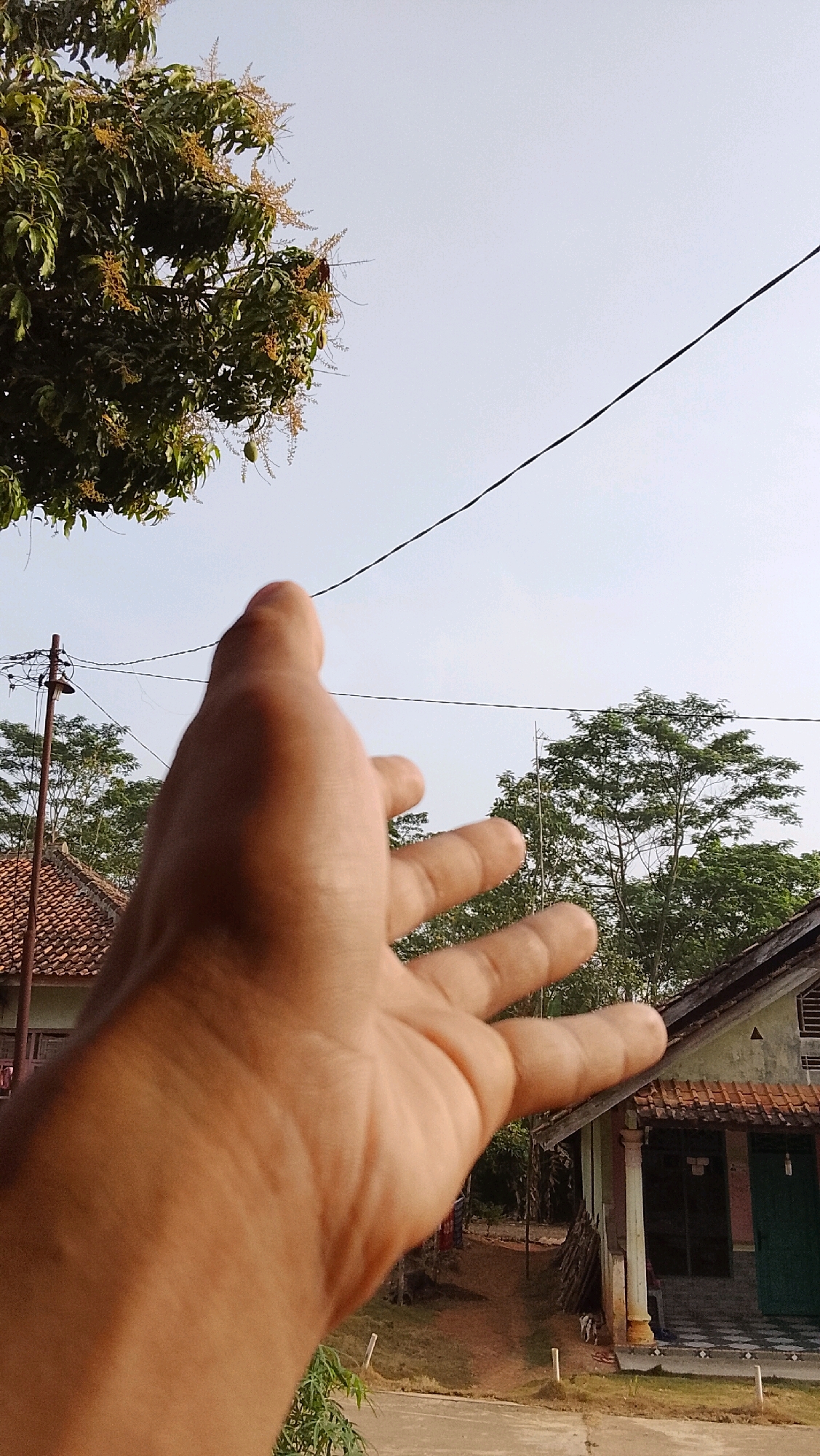 A first-person perspective shot focuses on an outstretched hand in the foreground, palm open and fingers spread. The hand is lightly tanned and appears to be reaching towards the upper right of the frame. In the background, a clear sky is visible with a thin black electrical wire running diagonally across it. To the left, a large tree with green leaves and clusters of small, yellow flowers is partially visible, with a hint of green fruit. Below the tree, a red-tiled roof of a building is seen, with a utility pole and wires. To the right, a house with a light green facade and a red-tiled roof is visible, with a green door. The setting appears to be a rural or suburban area, consistent with locations in Way Melan, Indonesia.