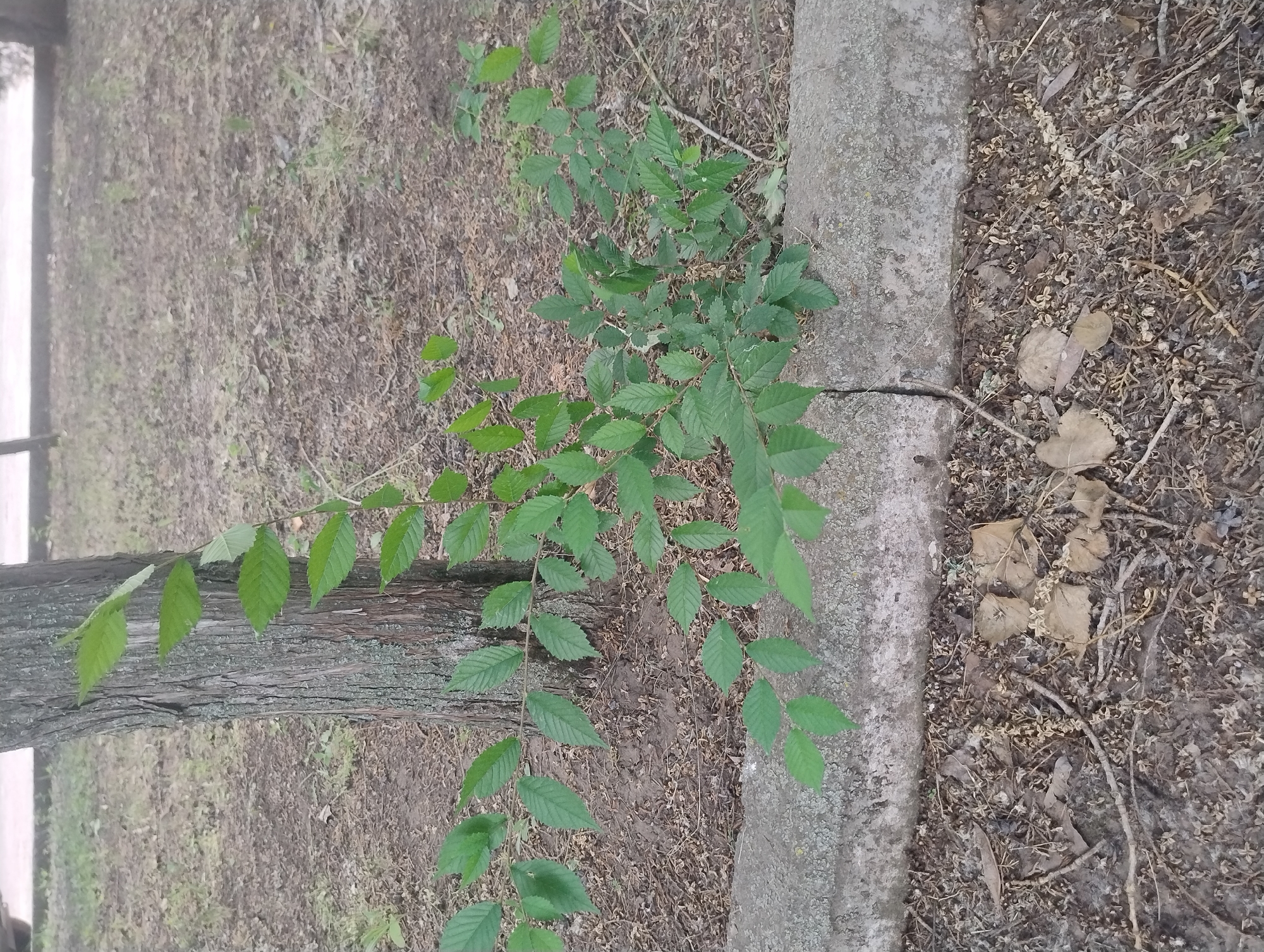 A young, leafy green plant grows from the ground beside the trunk of a mature tree. The tree trunk is rough and gray with patches of moss. The ground is covered in dirt, dry leaves, and small twigs. A concrete curb runs horizontally across the image, separating the area around the tree from a strip of bare earth. The background is blurred but suggests a park-like setting with more trees and pavement.