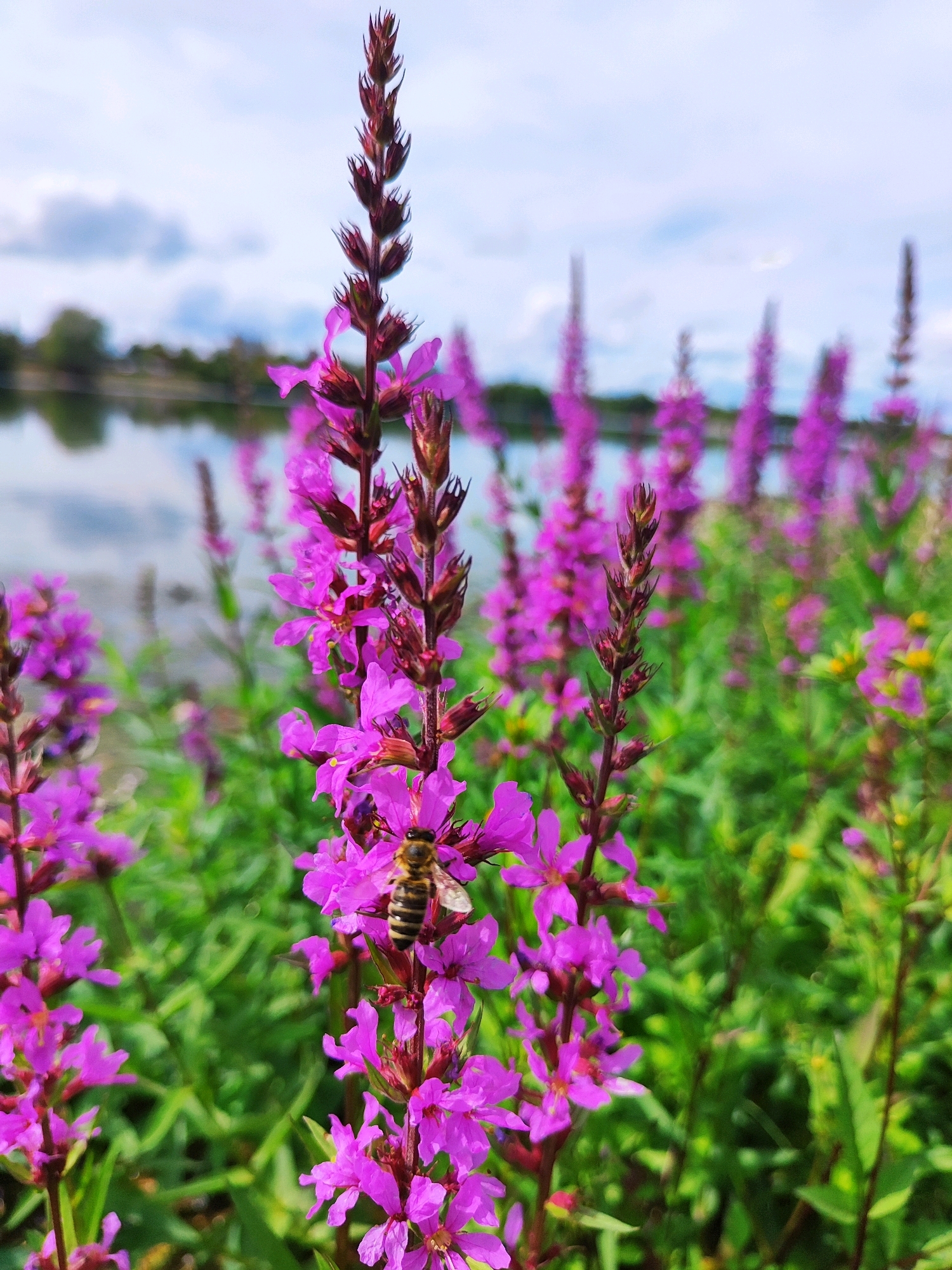 A close-up, eye-level shot features a vertical stalk of purple loosestrife flowers with a bee on one of the blooms. The bee, with its striped abdomen and fuzzy body, is positioned on a vibrant pink flower, its legs gripping the petals. The flower stalk is the central focus, with numerous other purple flowers and green foliage surrounding it. In the background, a body of water, possibly a river or lake, reflects the sky, which is partly cloudy with hints of blue. The distant shore is lined with trees and some buildings, suggesting an urban or park setting within Offenburg, Germany. The overall scene evokes a natural, peaceful environment on a summer day.