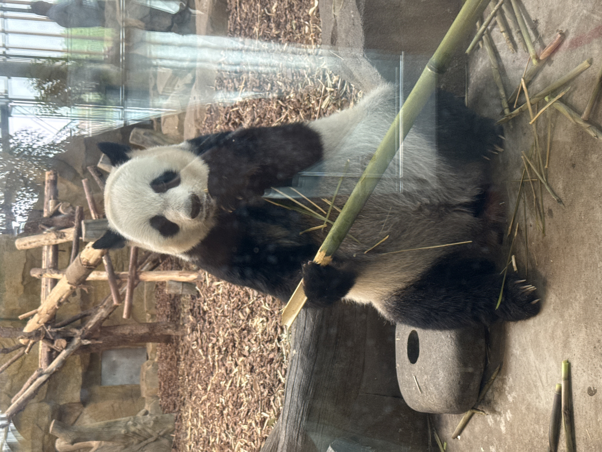 A giant panda is sitting and eating bamboo. The scene is from inside an enclosure with rocks and wooden structures mimicking a natural habitat. The panda is in a zoo setting, likely within the Chenghua District, China. Concrete flooring is visible near the panda. A gray stone block with a hole sits near the panda's feet. The image is shot through glass, causing some reflection.