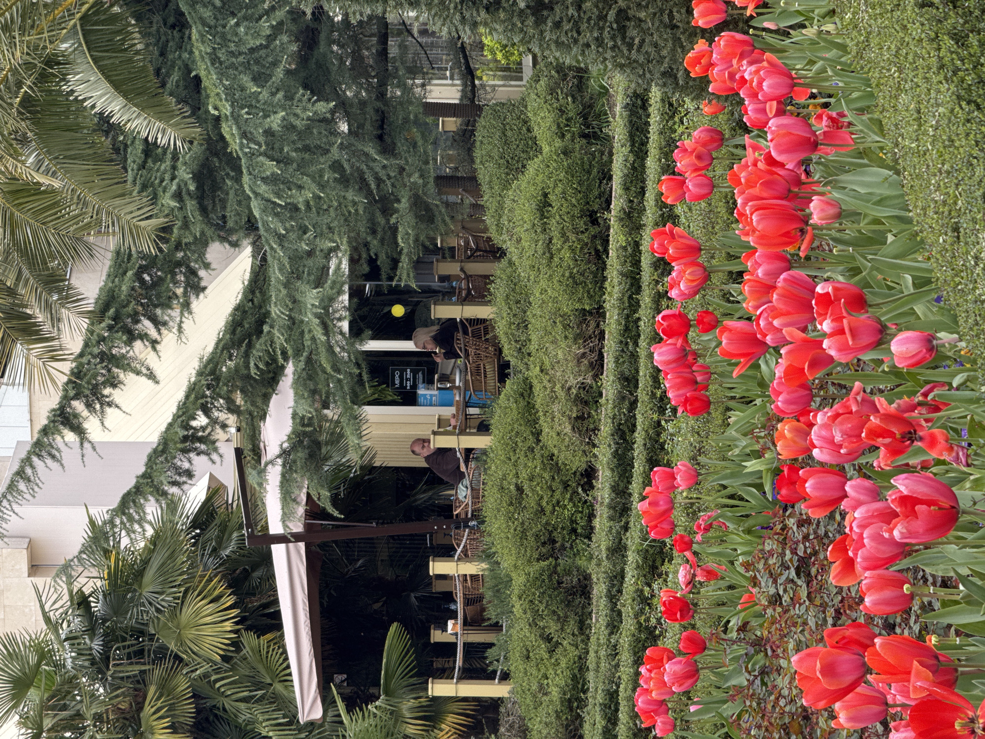 The image captures a street scene in Sochi, Russia, featuring a row of vibrant red tulips along a manicured hedge. Behind the hedge is an outdoor cafe area with patrons seated at tables under white canopies. The architectural elements include palm trees, coniferous trees, and modern buildings. People are visible in the cafe, engaged in casual activities.