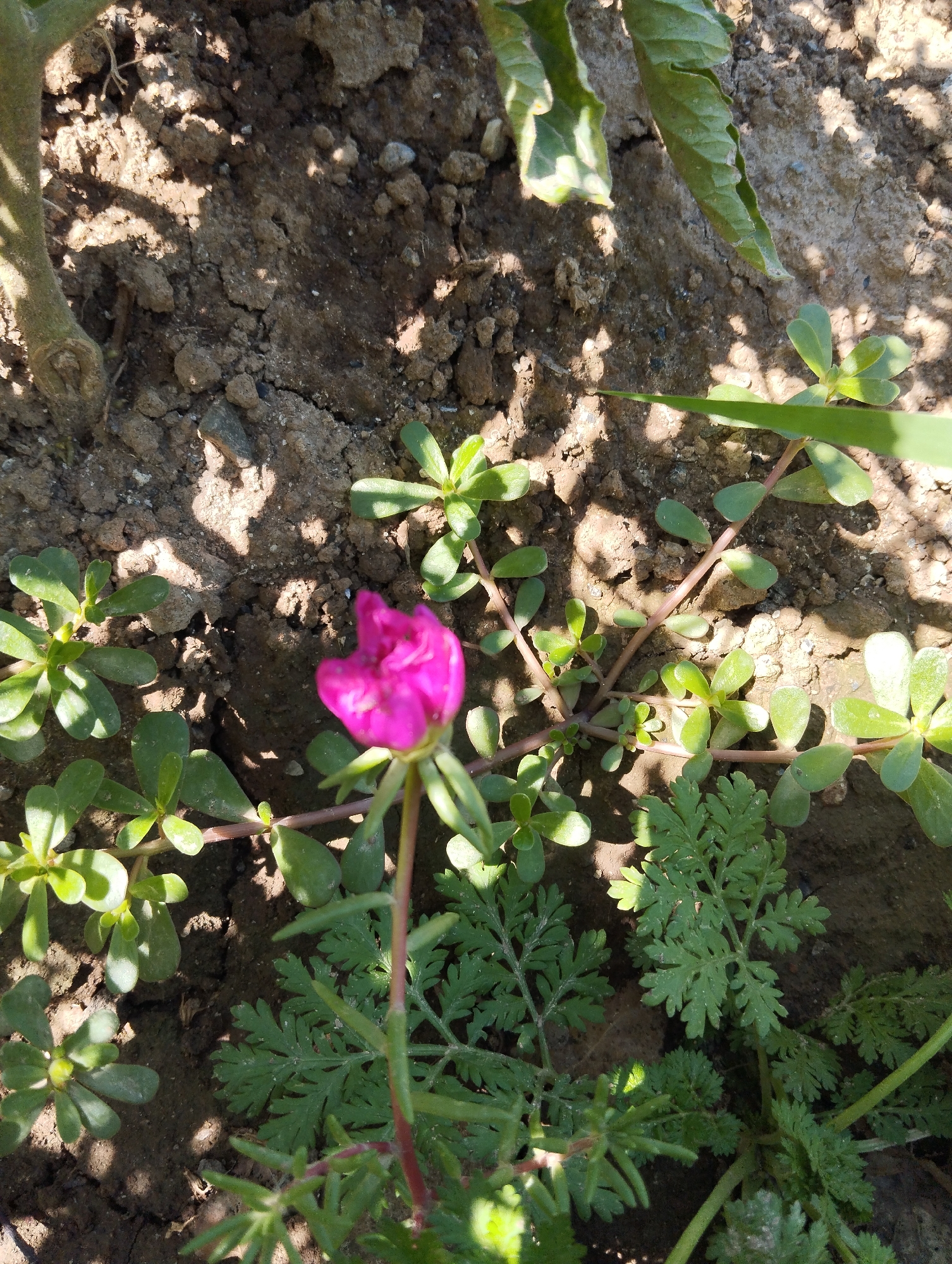 The image shows a close-up view of a vibrant pink flower blooming amidst green foliage and dry, cracked soil. The sunlight casts shadows across the ground, highlighting the textures of the earth and the delicate petals of the flower. The surrounding plants appear to be low-growing, with small, fleshy leaves. The scene suggests an outdoor environment, possibly a garden or a natural landscape in a relatively dry climate. There are no people or any other discernible objects or activities in the image, making it a naturalistic shot focused on the botanical elements. The location is specified as Iskra, Kyrgyzstan, which places the scene within a Central Asian context, likely experiencing seasonal dry periods.