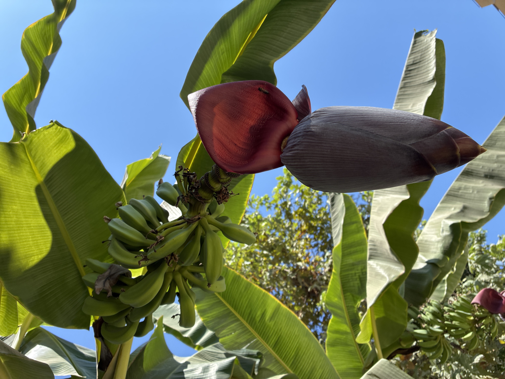 A low-angle shot captures a bunch of unripe green bananas hanging from a banana tree against a clear blue sky. To the right, a large, dark purple banana flower bud hangs prominently. The foreground is dominated by the broad, green leaves of the banana tree, with sunlight filtering through them, creating a dappled effect. The background shows the blurred canopy of other trees and a hint of a building on the far right. A small insect is visible on the red part of the banana flower bud. The scene is likely located outdoors in Alanya, Turkey, given the bright sunlight and vegetation.