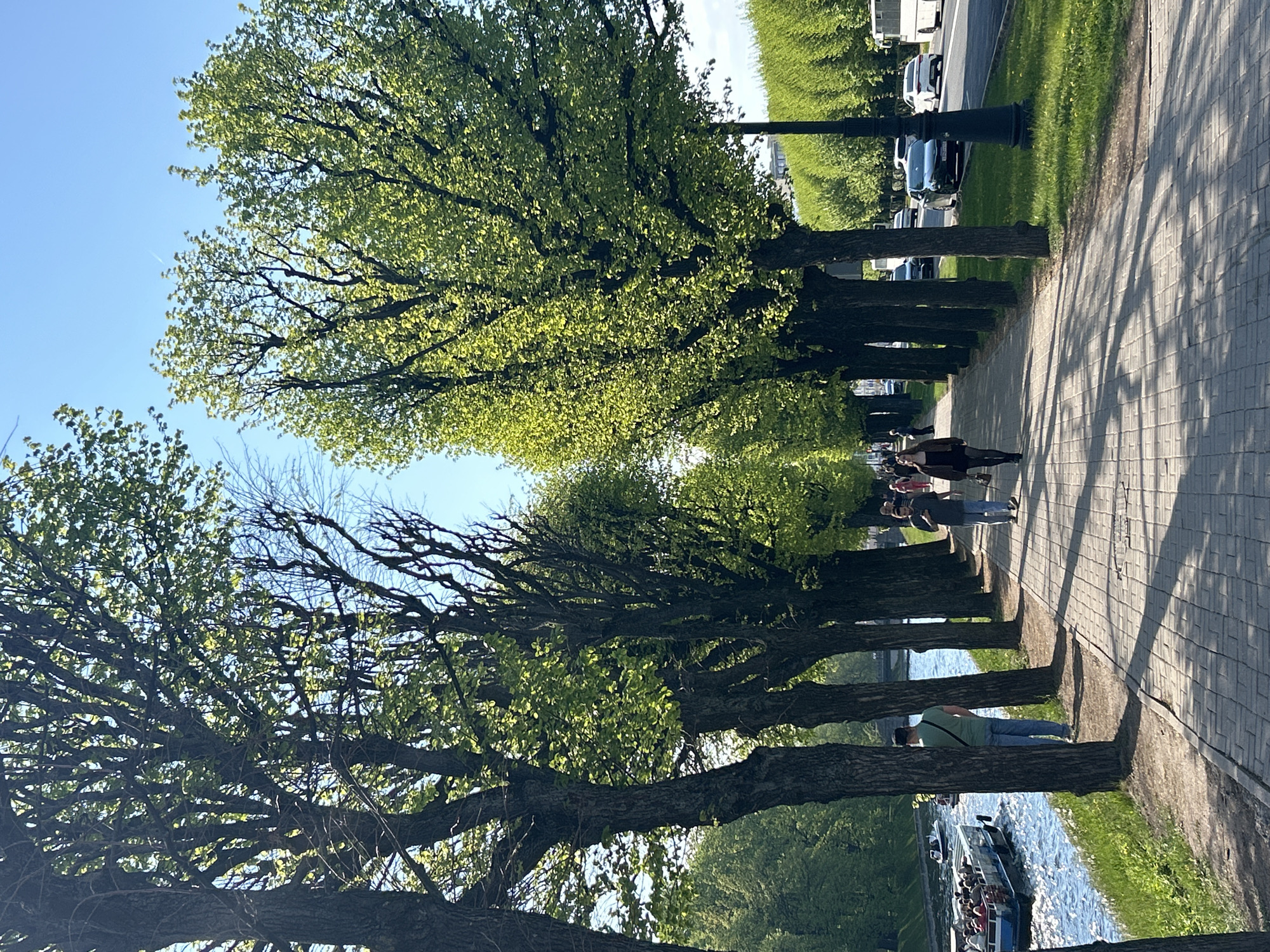 An outdoor image shows a tree-lined promenade along a canal in Saint Petersburg, Russia. The walkway, paved with light-colored blocks, is shaded by tall, mature trees with light-green foliage. The trees are planted in a row on both sides of the path, creating a tunnel-like effect. The clear blue sky is visible through gaps in the trees. People can be seen walking along the promenade. On the right side of the image, there is a road with cars parked and moving. On the left side, a canal with tour boats filled with people. The shadows cast by the trees create a contrast of light and dark on the walkway.