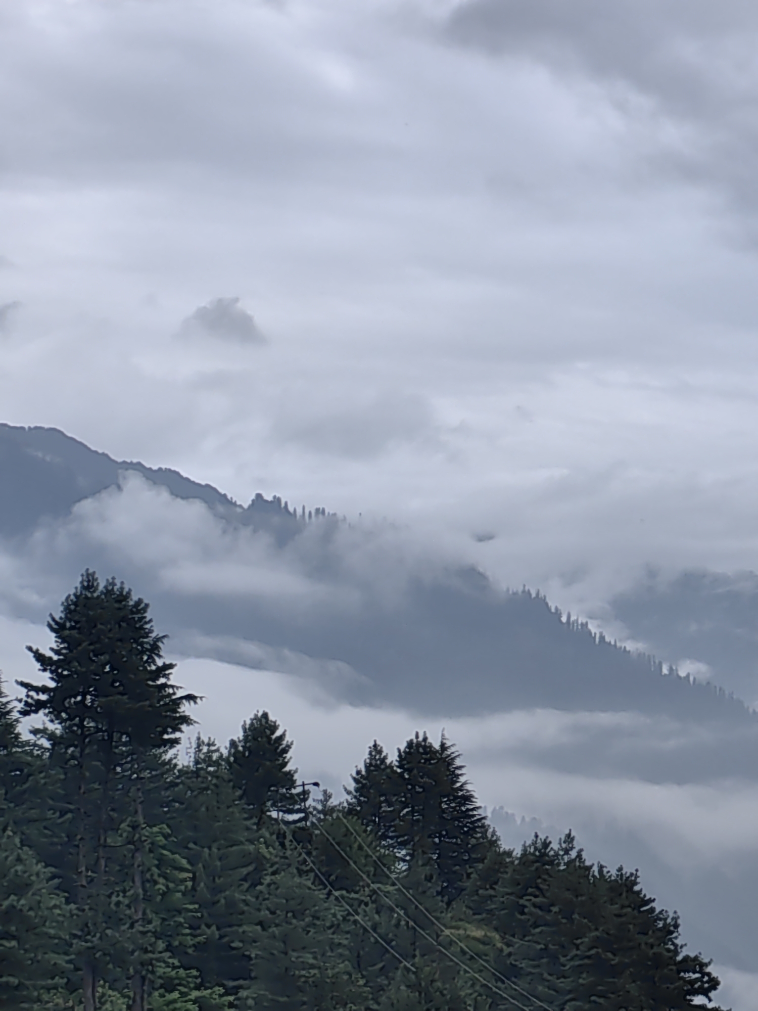 This image depicts a misty mountain landscape, likely Vashisht, India, characterized by overcast skies and a dense forest in the foreground. The foreground is dominated by a thick canopy of evergreen trees, their dark green foliage contrasting with the muted tones of the background. The middle ground features layers of mountains partially obscured by thick, ethereal clouds that weave through the slopes. The peaks are silhouetted against the gray sky, creating a sense of depth and mystery. A few scattered evergreen trees are visible on the upper slopes, appearing as dark, sharp silhouettes against the fog. The overall atmosphere is somber and serene, with the heavy cloud cover contributing to a muted color palette of grays, blues, and dark greens. There are no people or visible actions in the image, focusing solely on the natural environment.